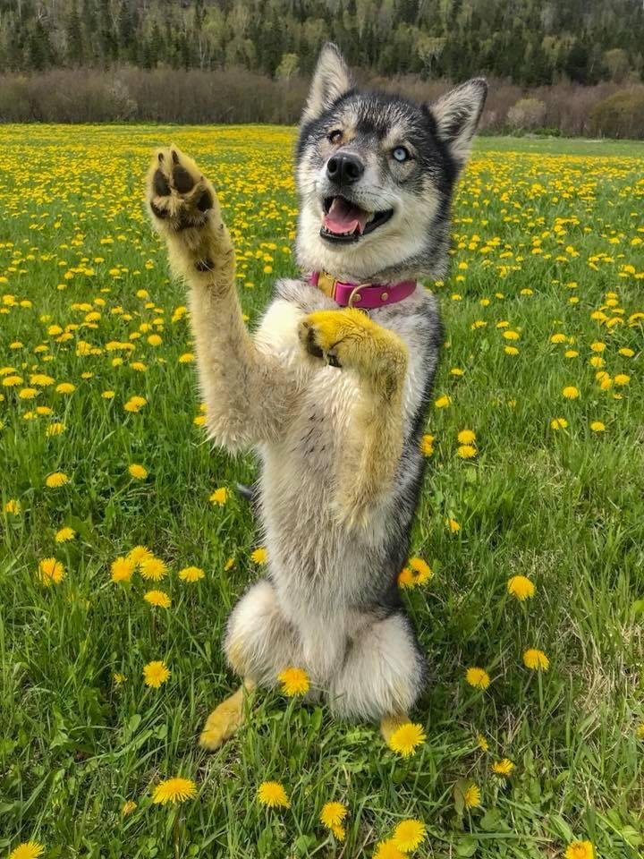 Pollen paws 💐 r/dogsenjoyingnature