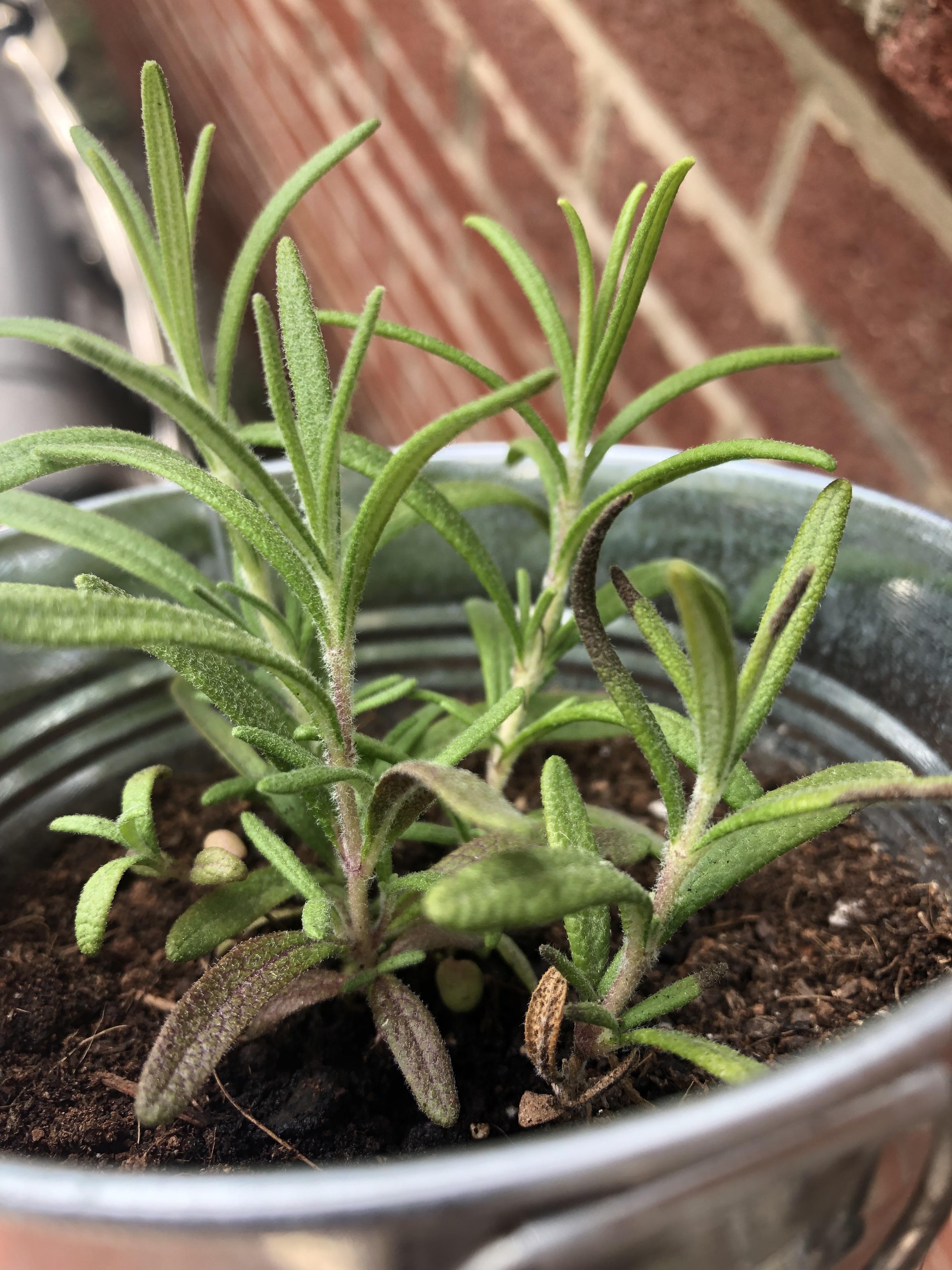 Rosemary help anybody know why my rosemary is turning purplishbrown
