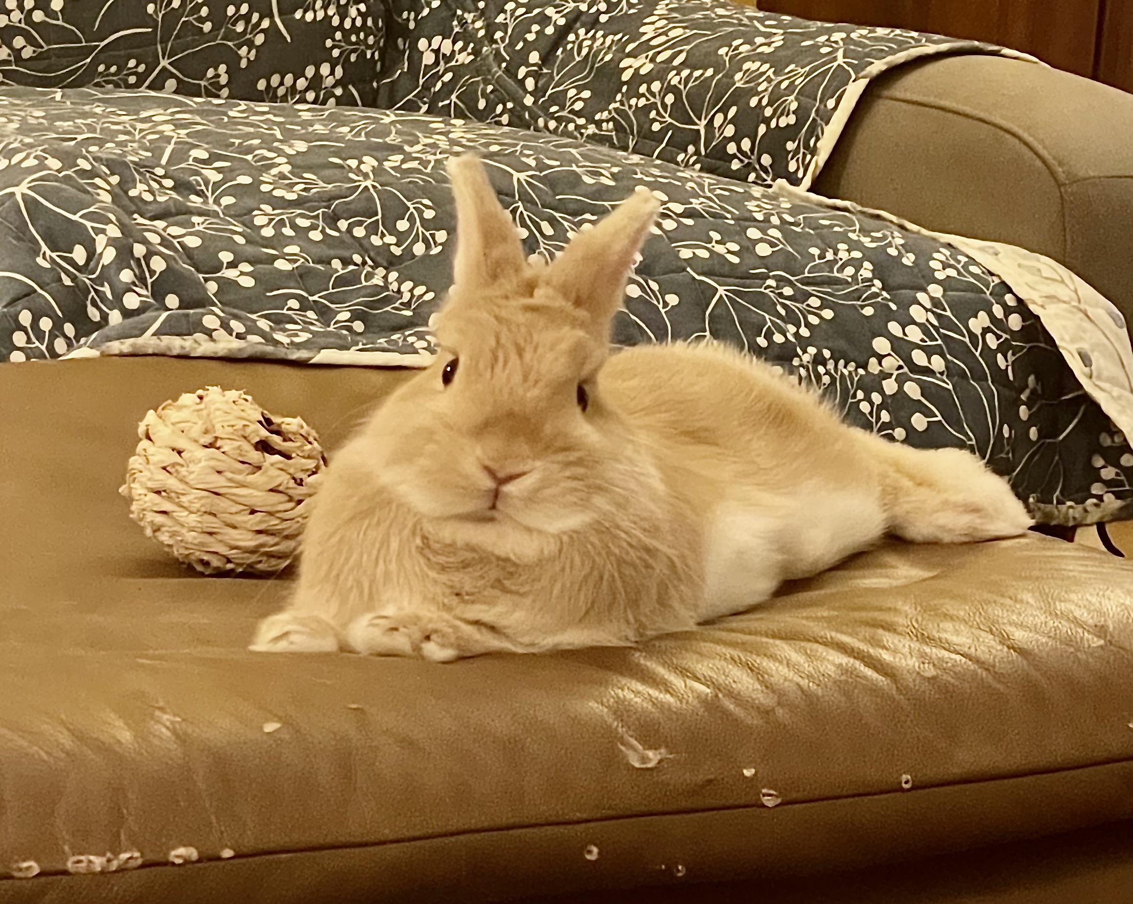 This is what a full belly happy bun looks like. 🥰 r/Rabbits