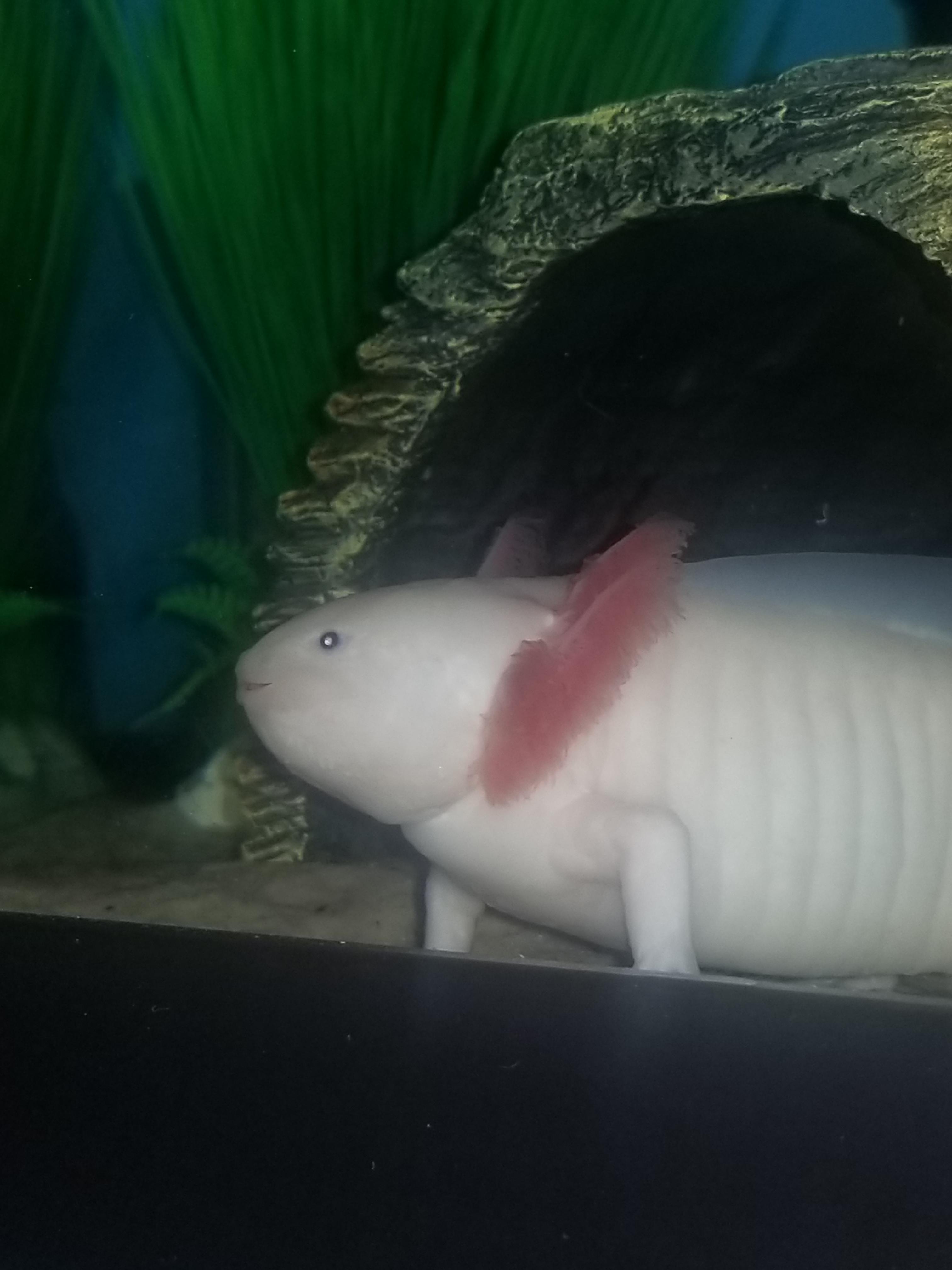 Worlds Largest Axolotl . : R/Absoluteunits