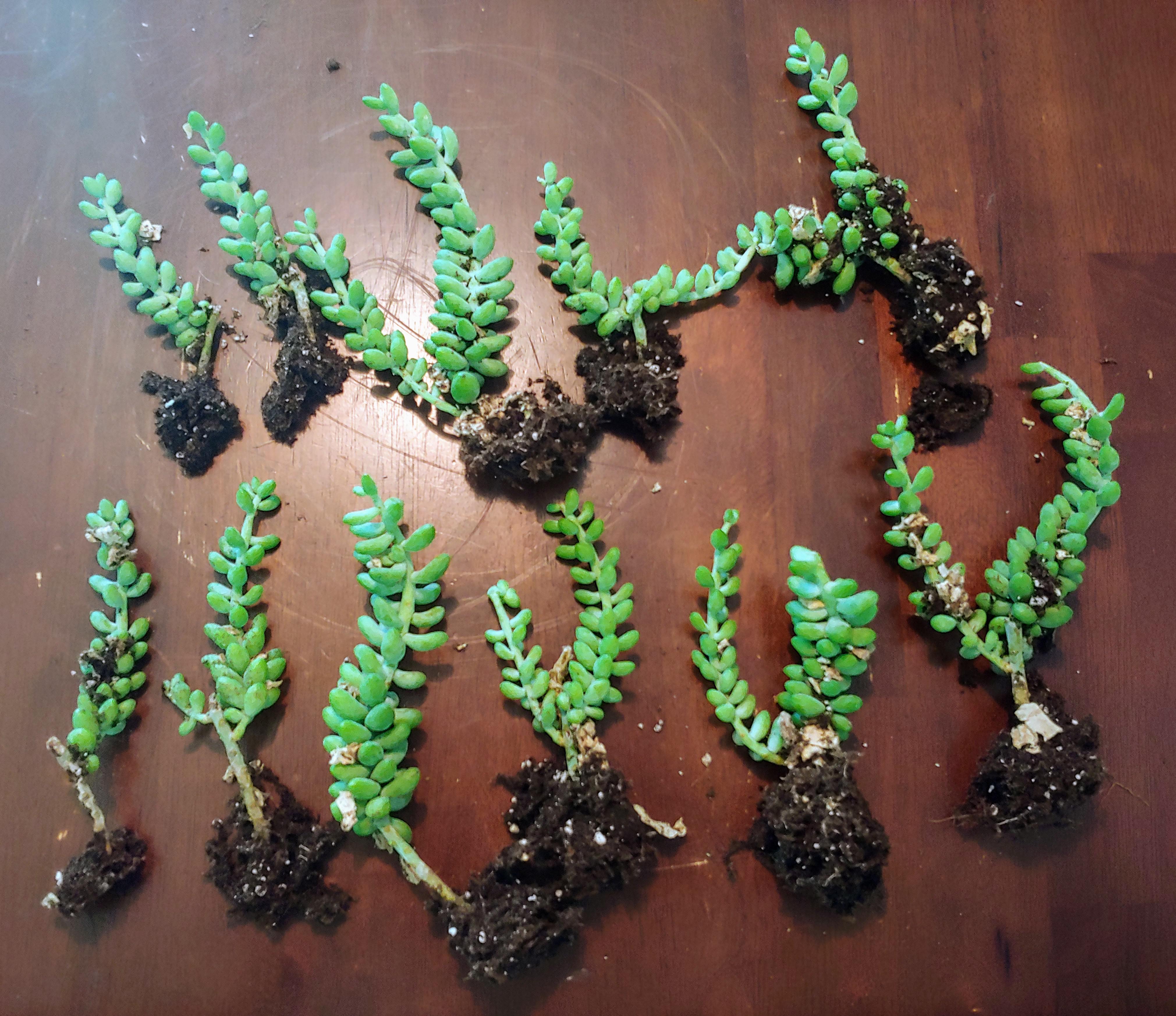 5⭐️ to u/Anirose24 who was somehow able to ship the most delicate plant in amazing condition. I