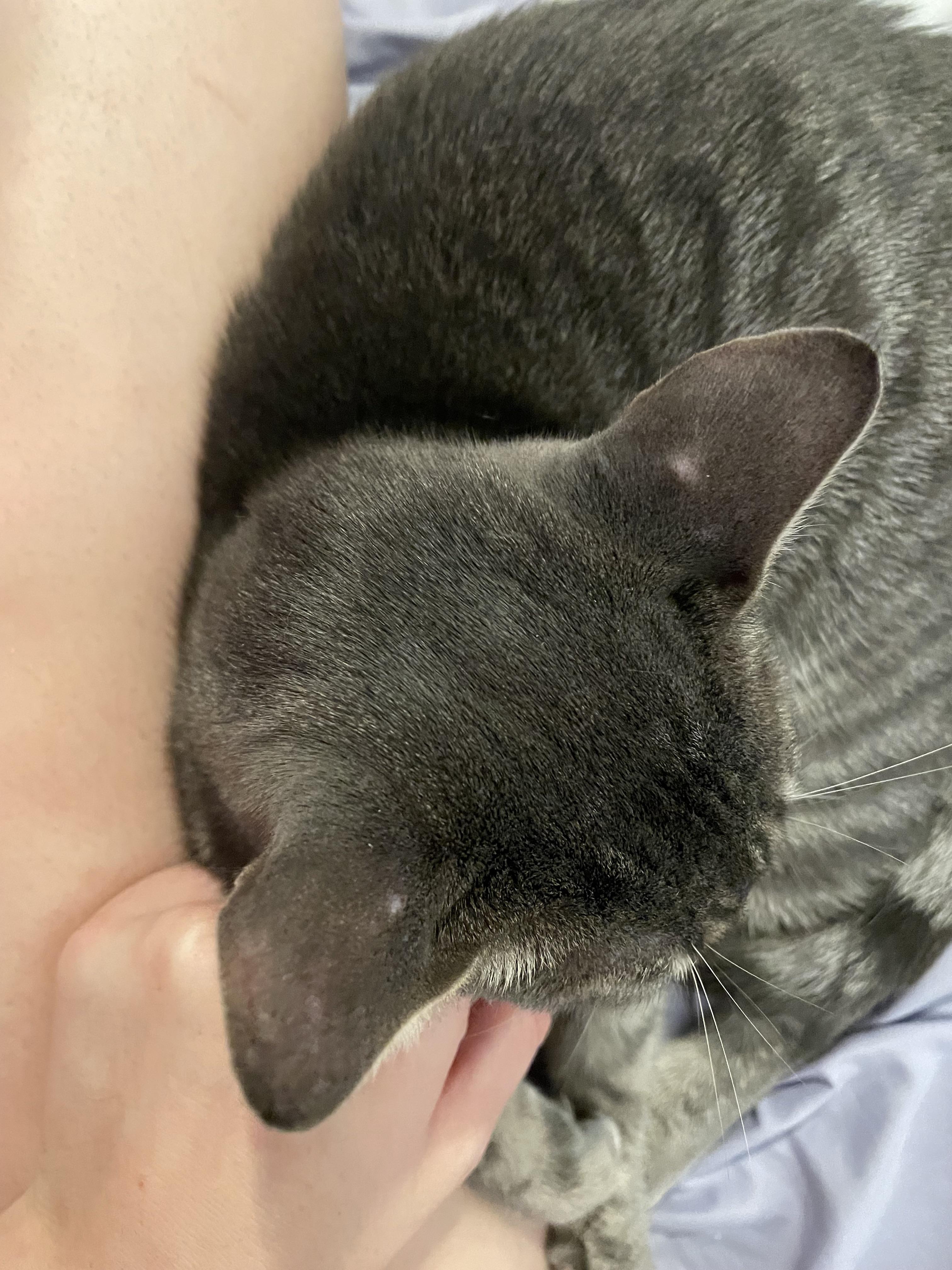 Does anyone know why my cat has these small bald spots on her ears? r/CATHELP