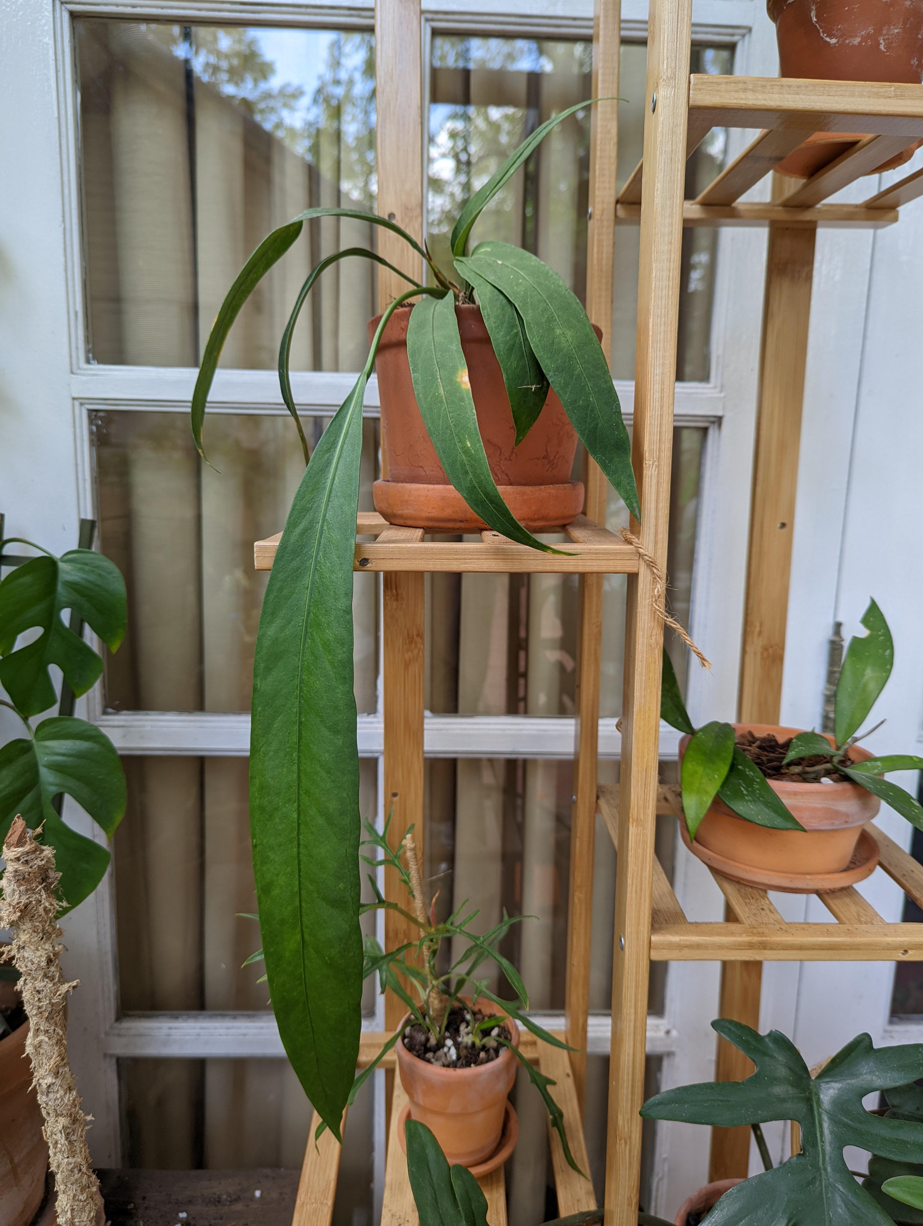 First new leaf after I bought it! Pretty sure you can tell which one