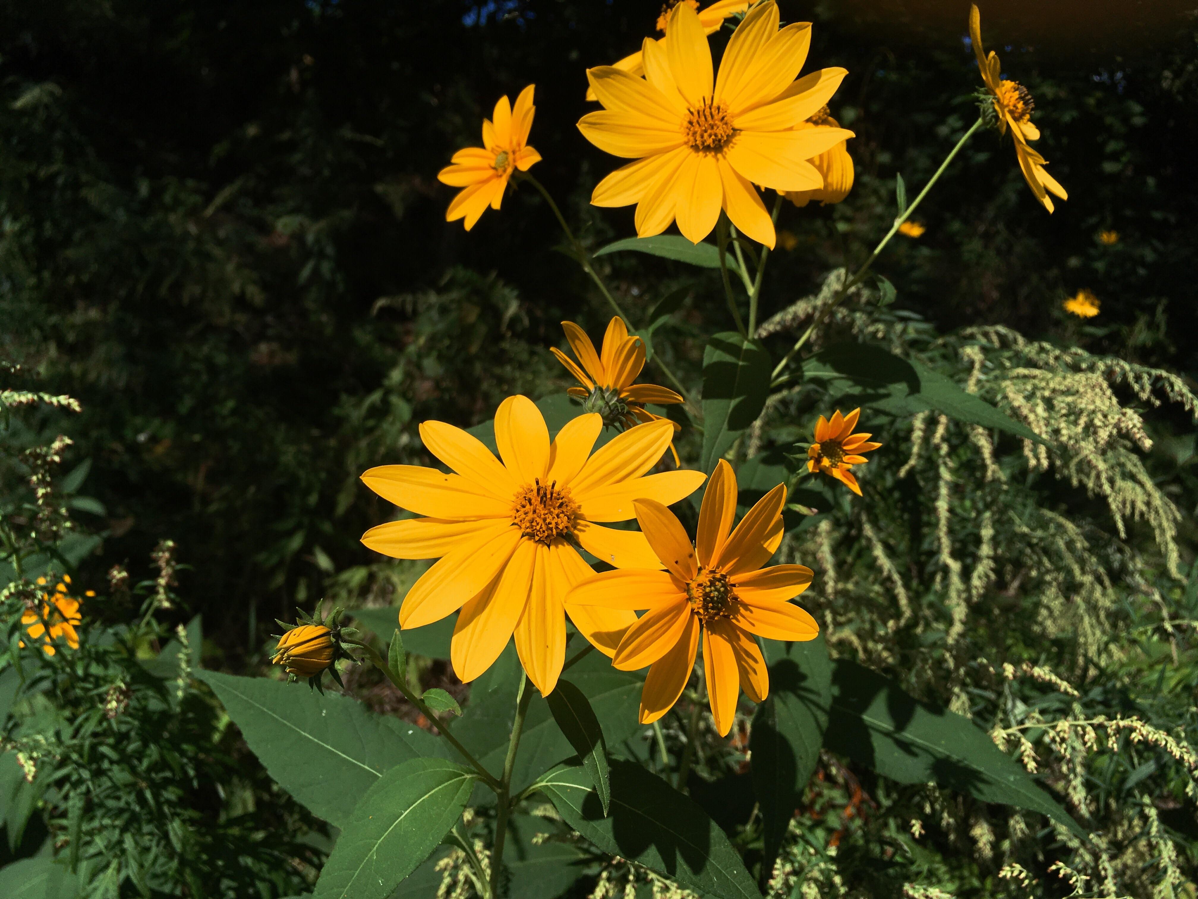 Pretty roadside flowers. Crazy how they survive next to cars and