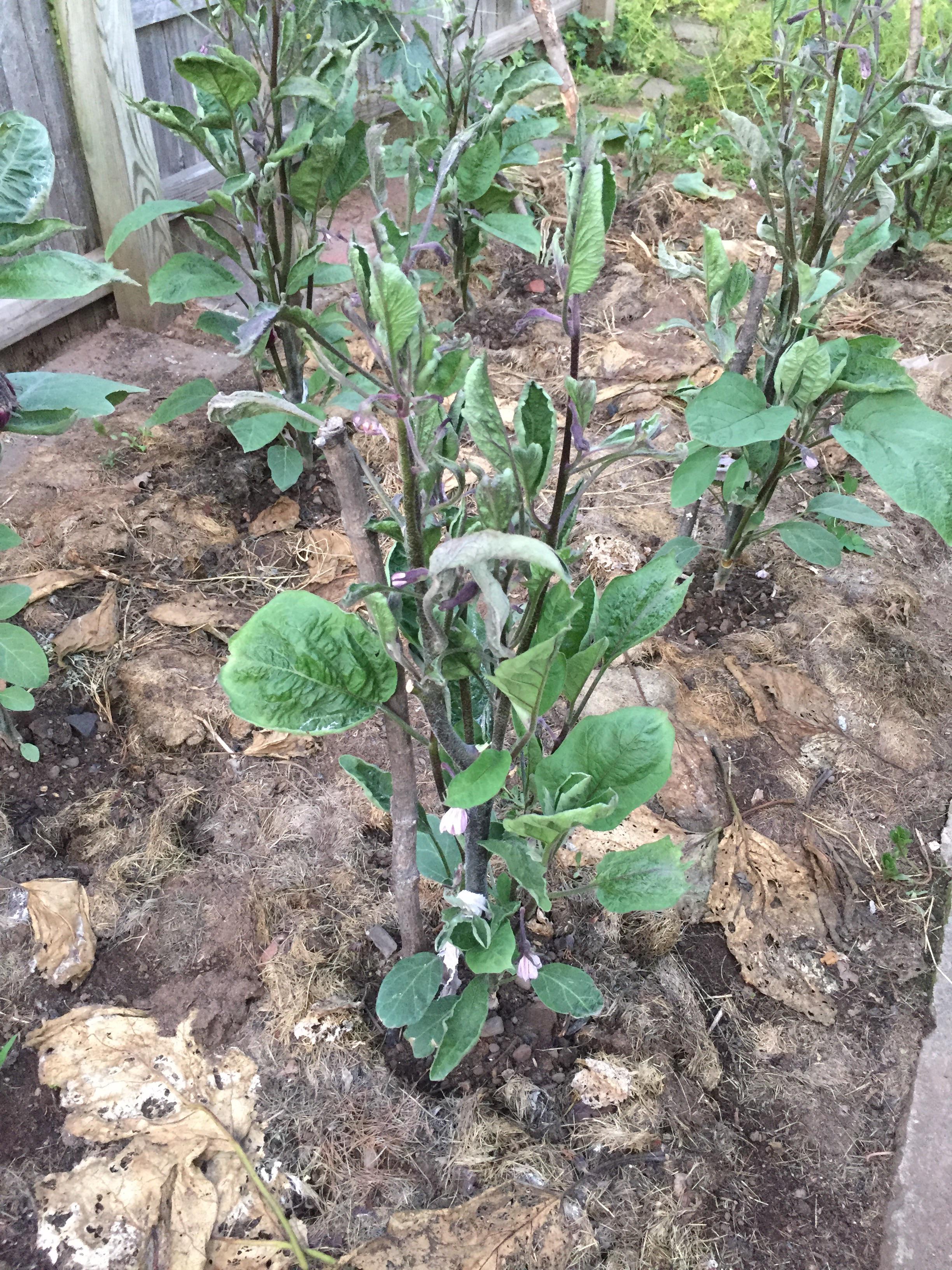 Why are my eggplant leaves crumpled and dry? r/gardening