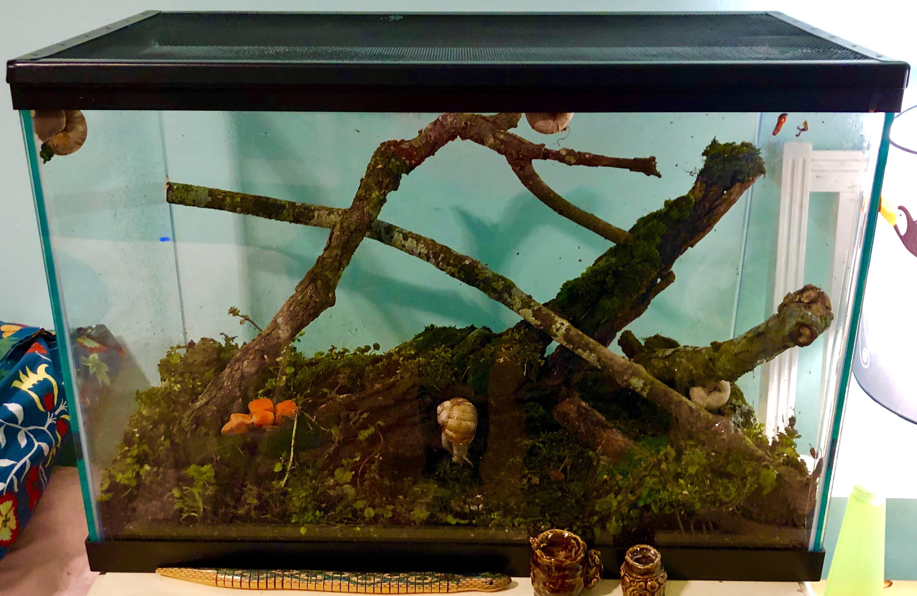 Finally set up a nice terrarium for my snails! I’ll also be adding some