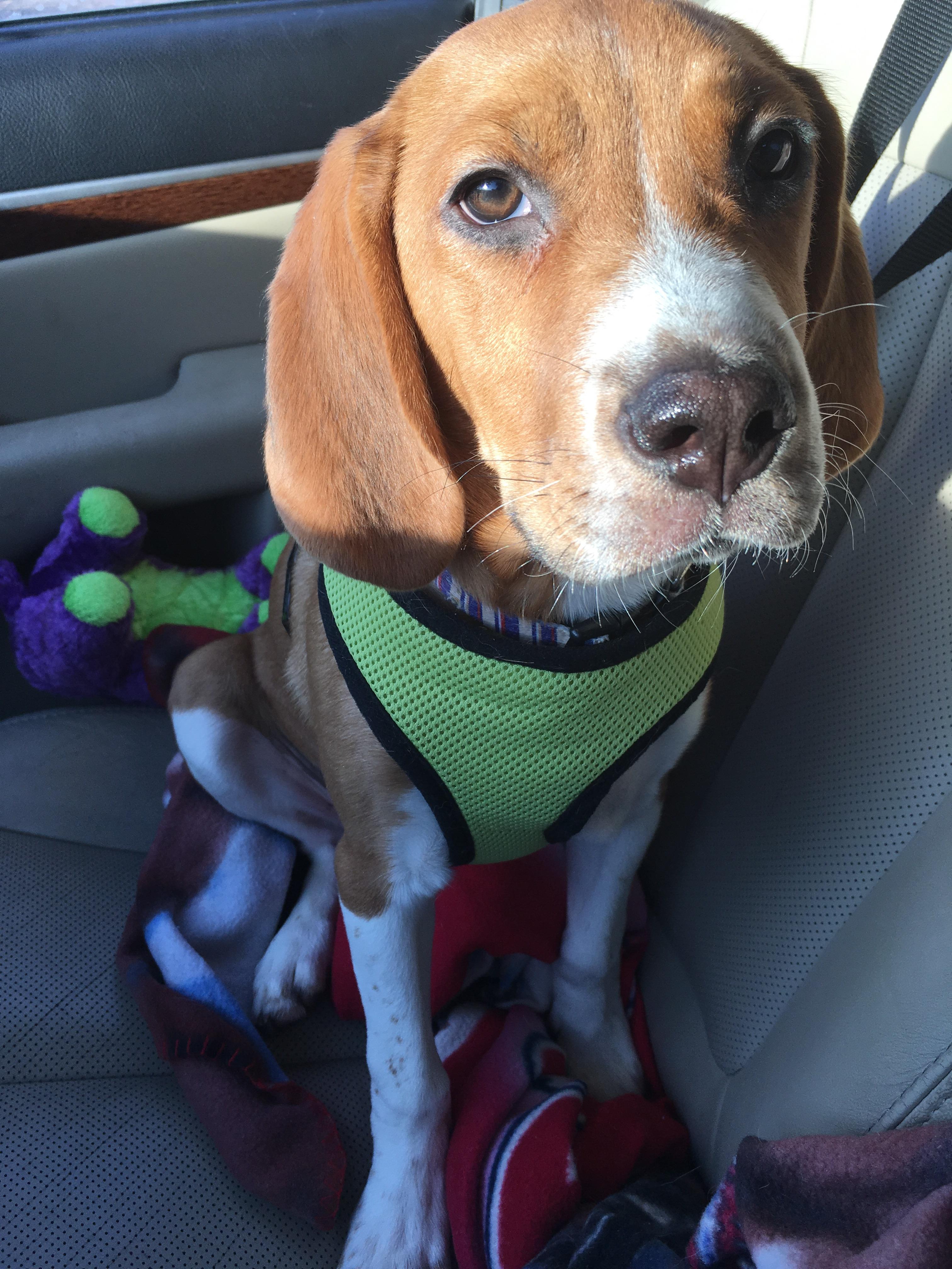 He might be a coonhound but they think he’s a beagle. But