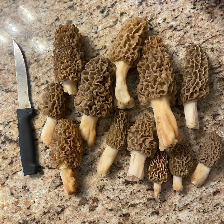 The morels in our woods are huge this year!! It's a plentiful harvest