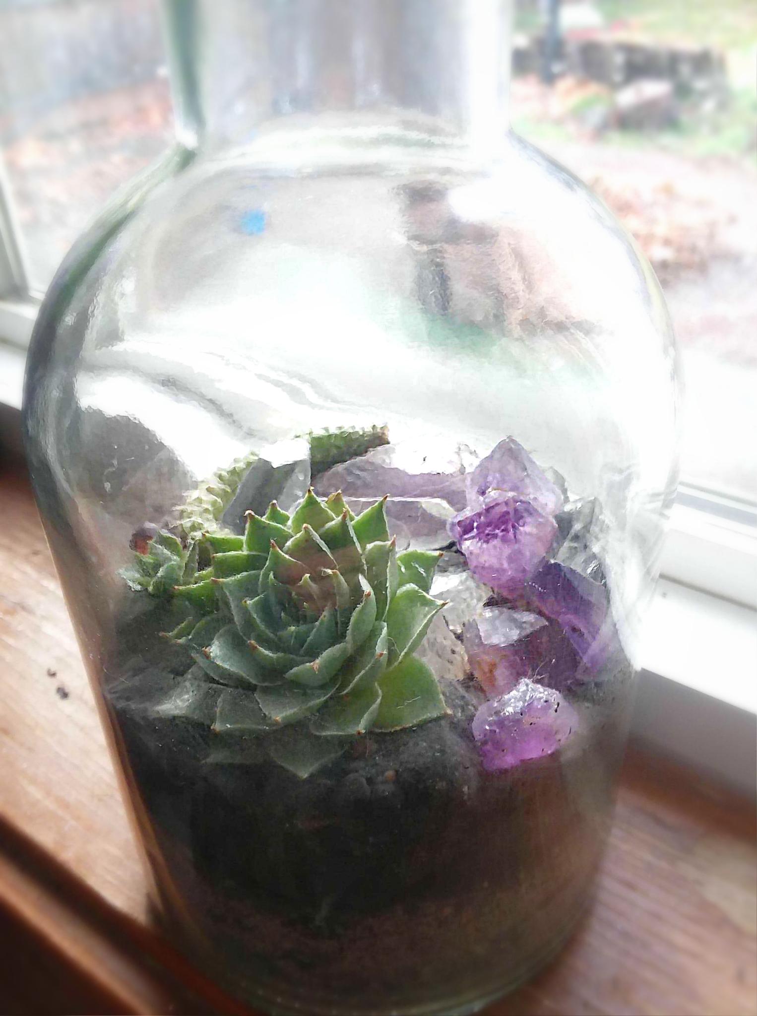 Here's a closed succulent/cactus terrarium experiment of