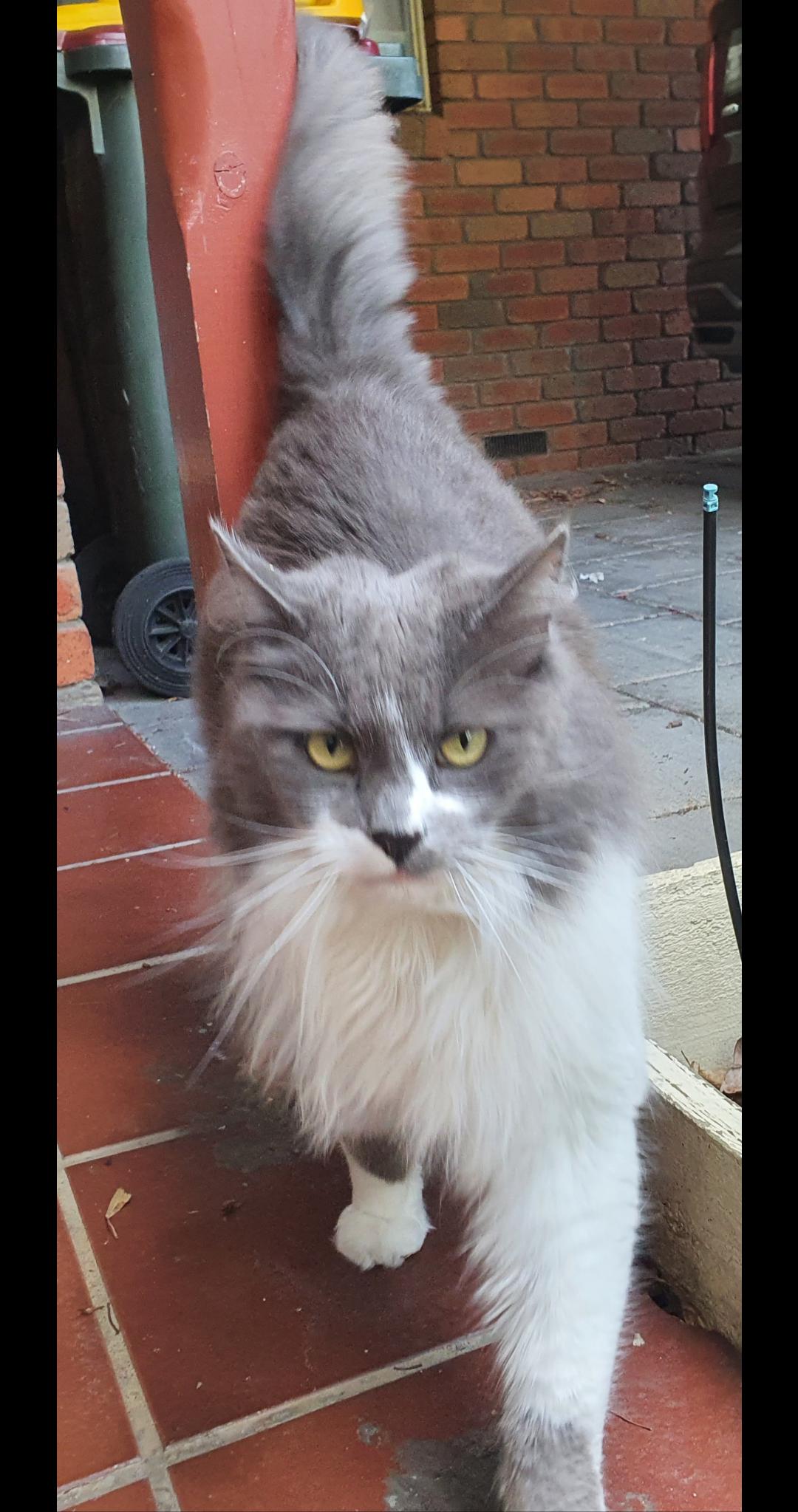 Anyone in Geelong West missing a cat? r/Geelong