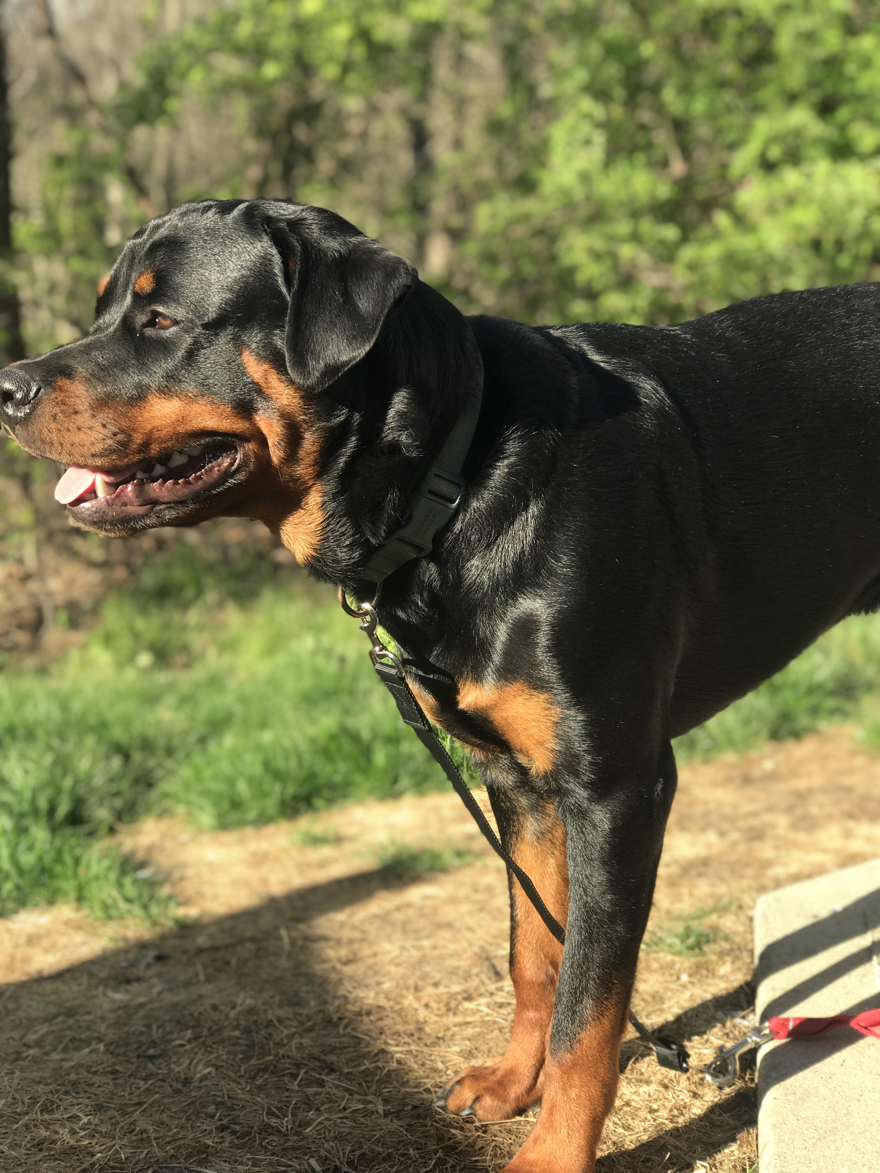 Favorite toys/chew toys? r/Rottweiler