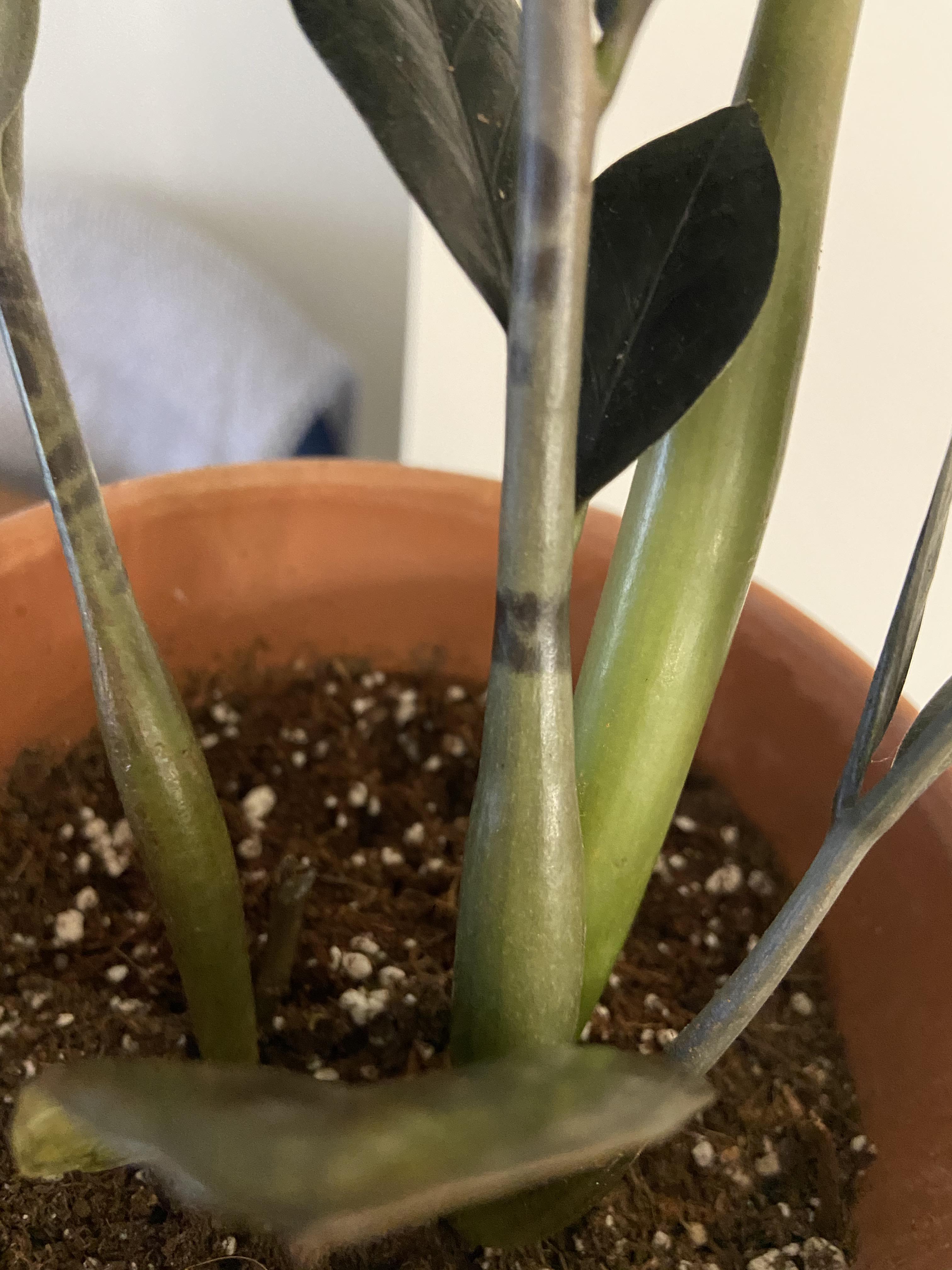 Are these dark lines on the Raven Zz stems bad? Also any tips for