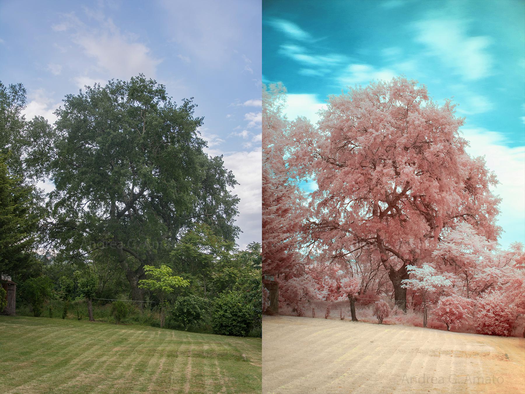 The difference between visible light and Infrared in these two pictures