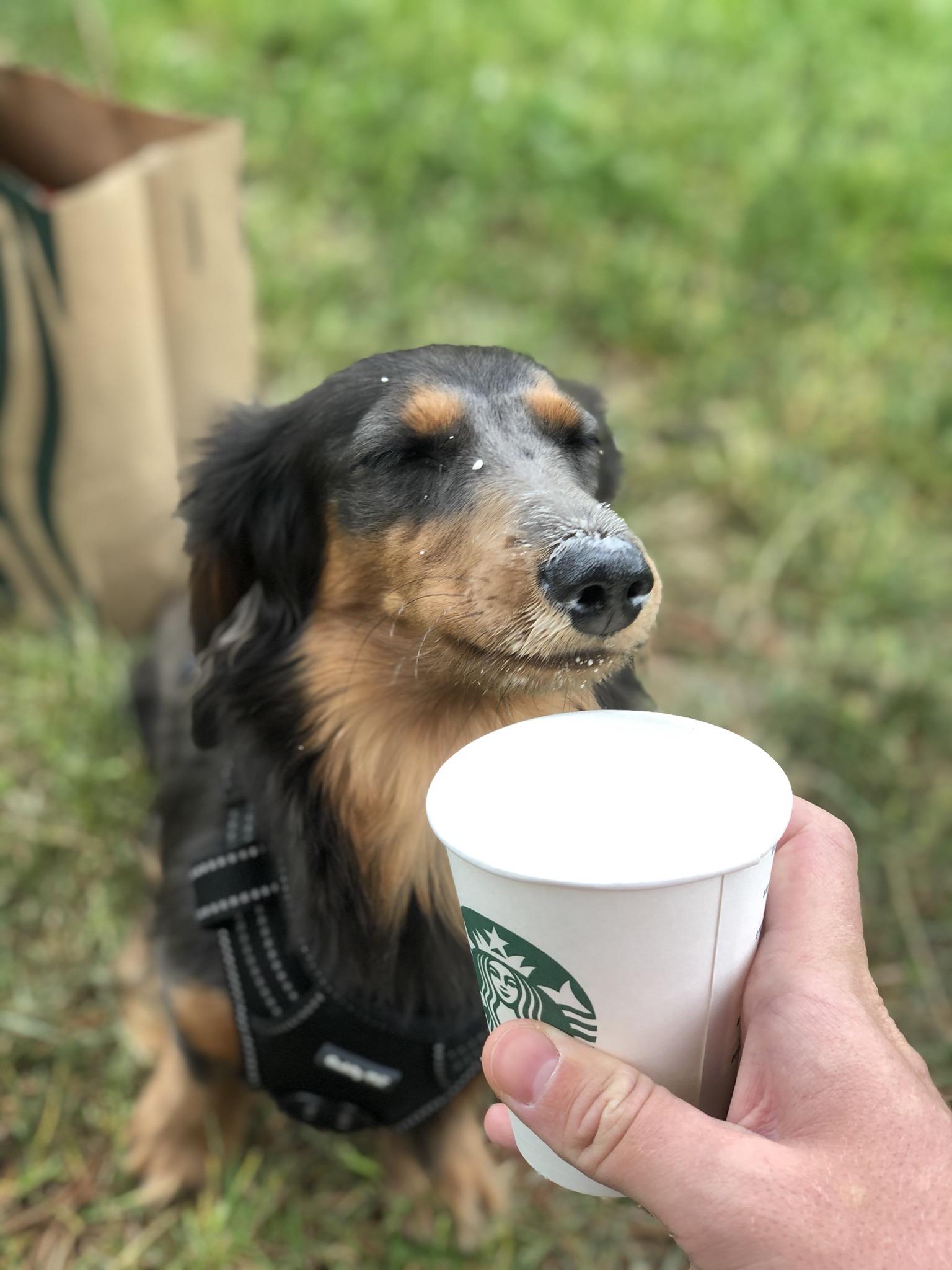 This is my dog r/redditgetsdrawn