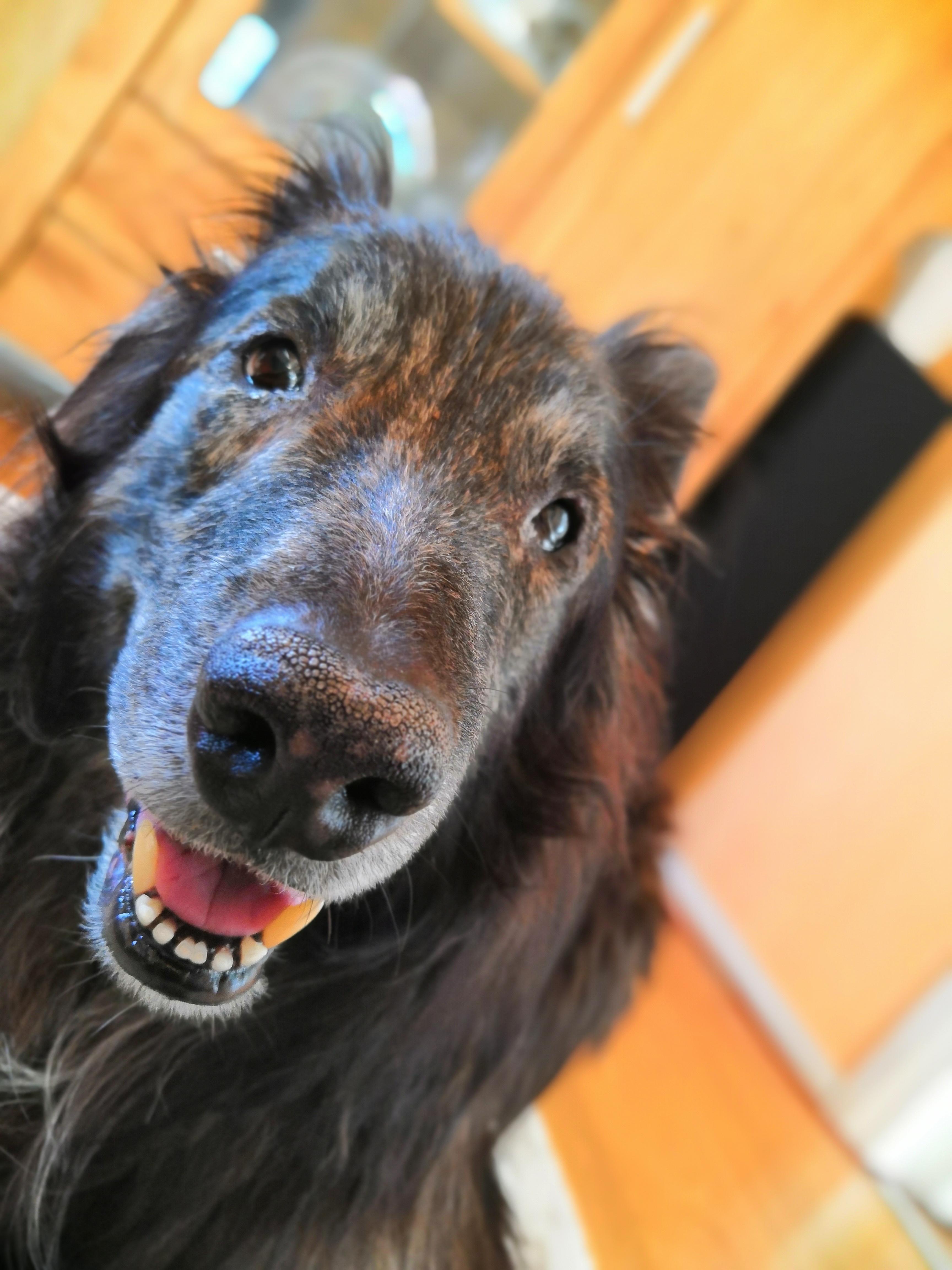 He's back legs are sore and fur is turning gray but still a very good doggo. r/rarepuppers