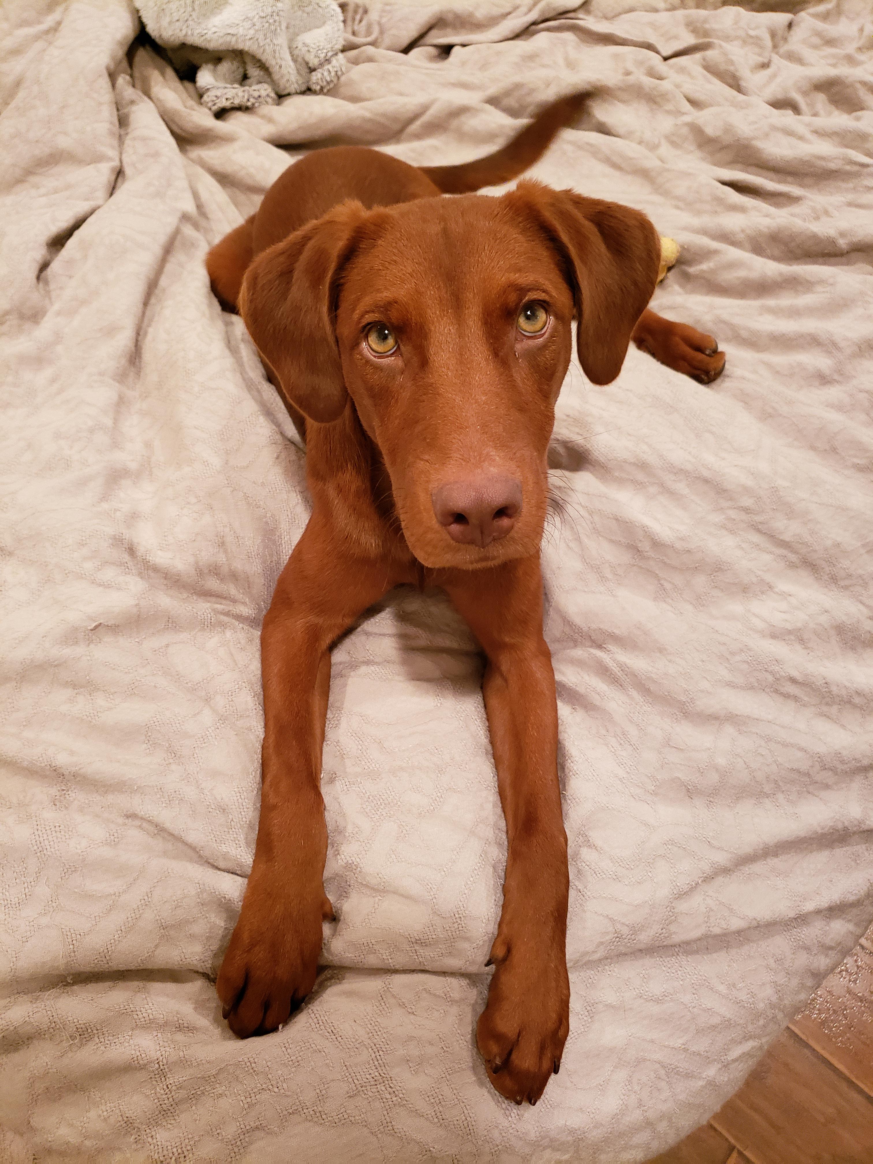 He's a Doberman/Irish Setter mix from the AZ Humane Society and his