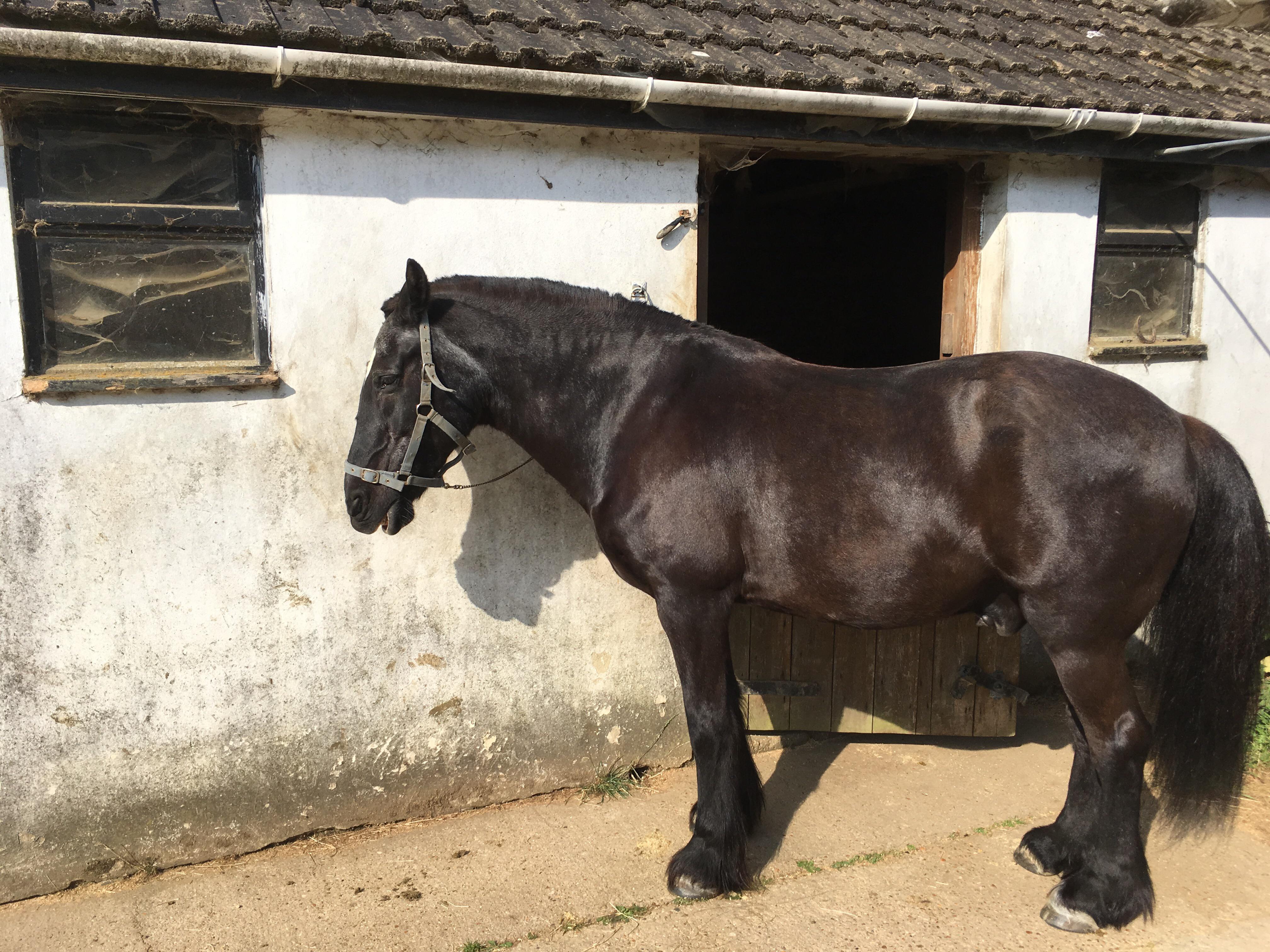 Thirtysomething years young, and almost finished shedding his winter