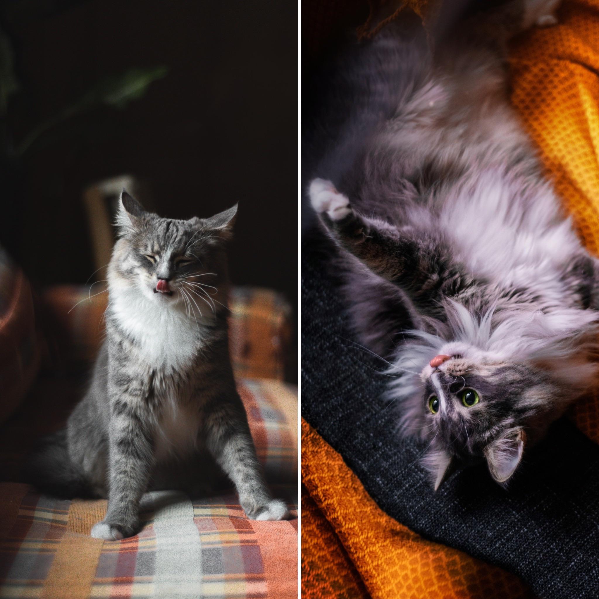 Ernie again and his blep. Summer coat vs winter coat. I hope