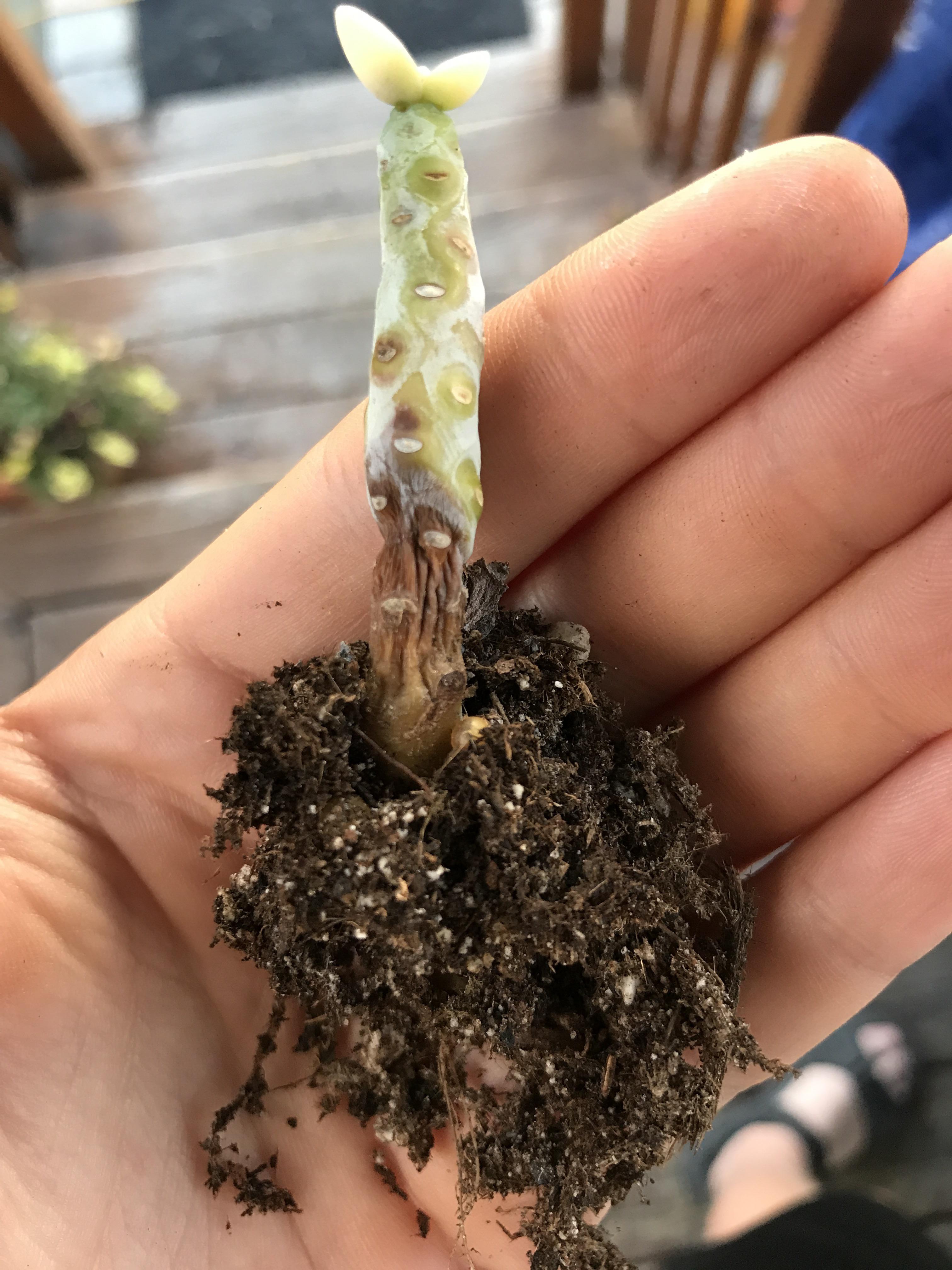 Root rot? succulents