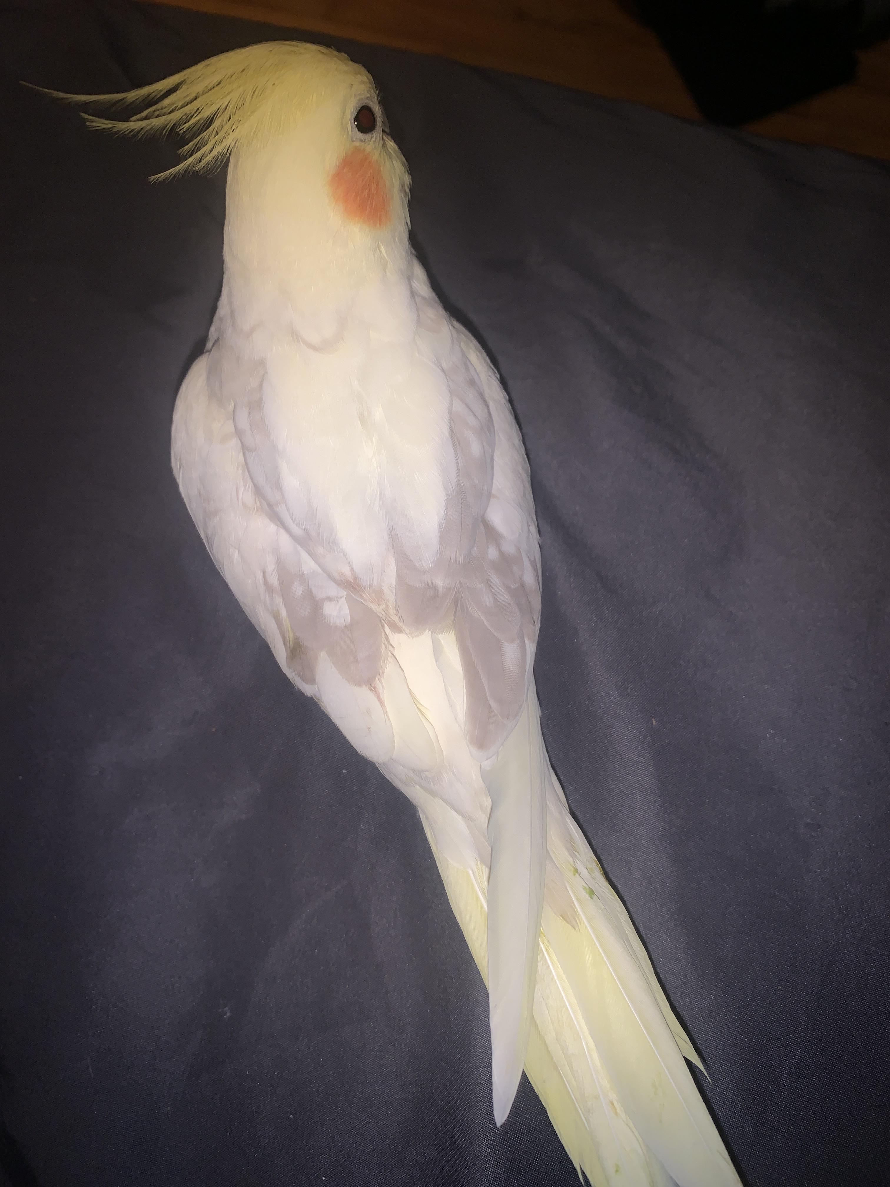 Is it normal for a cockatiel to have only one sides flight feathers