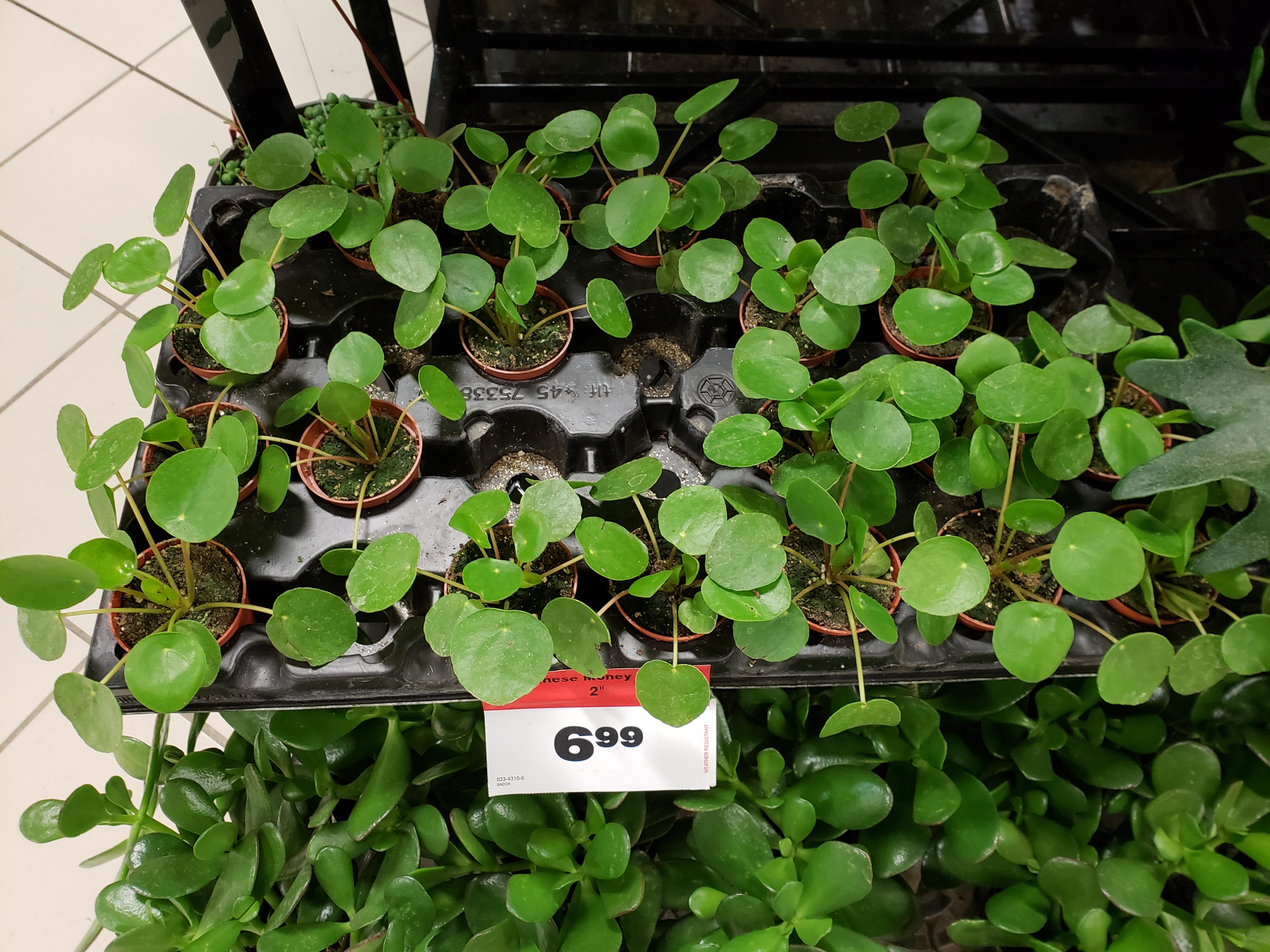 Cambie Canadian Tire at Ana Brady blog