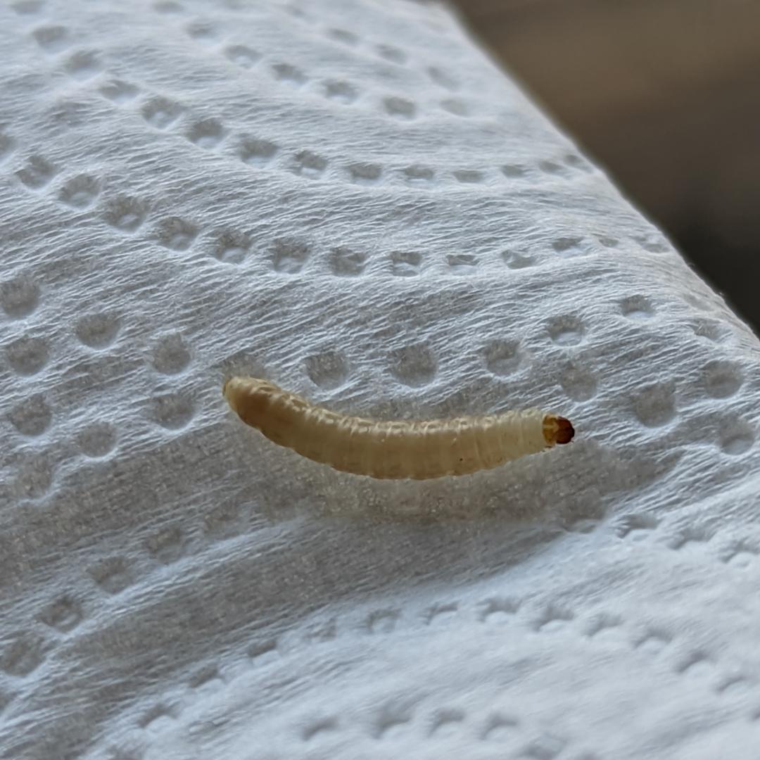 Can any of you identify this maggot ? I found some on my kitchen