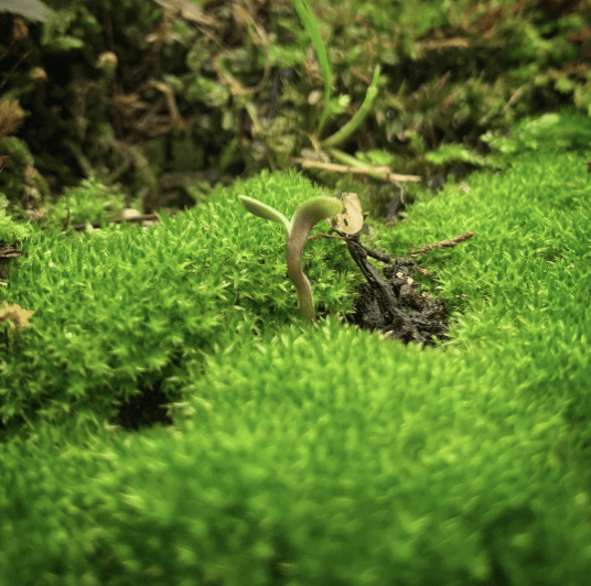 There's a moss in my weed... r/NanoGrowery