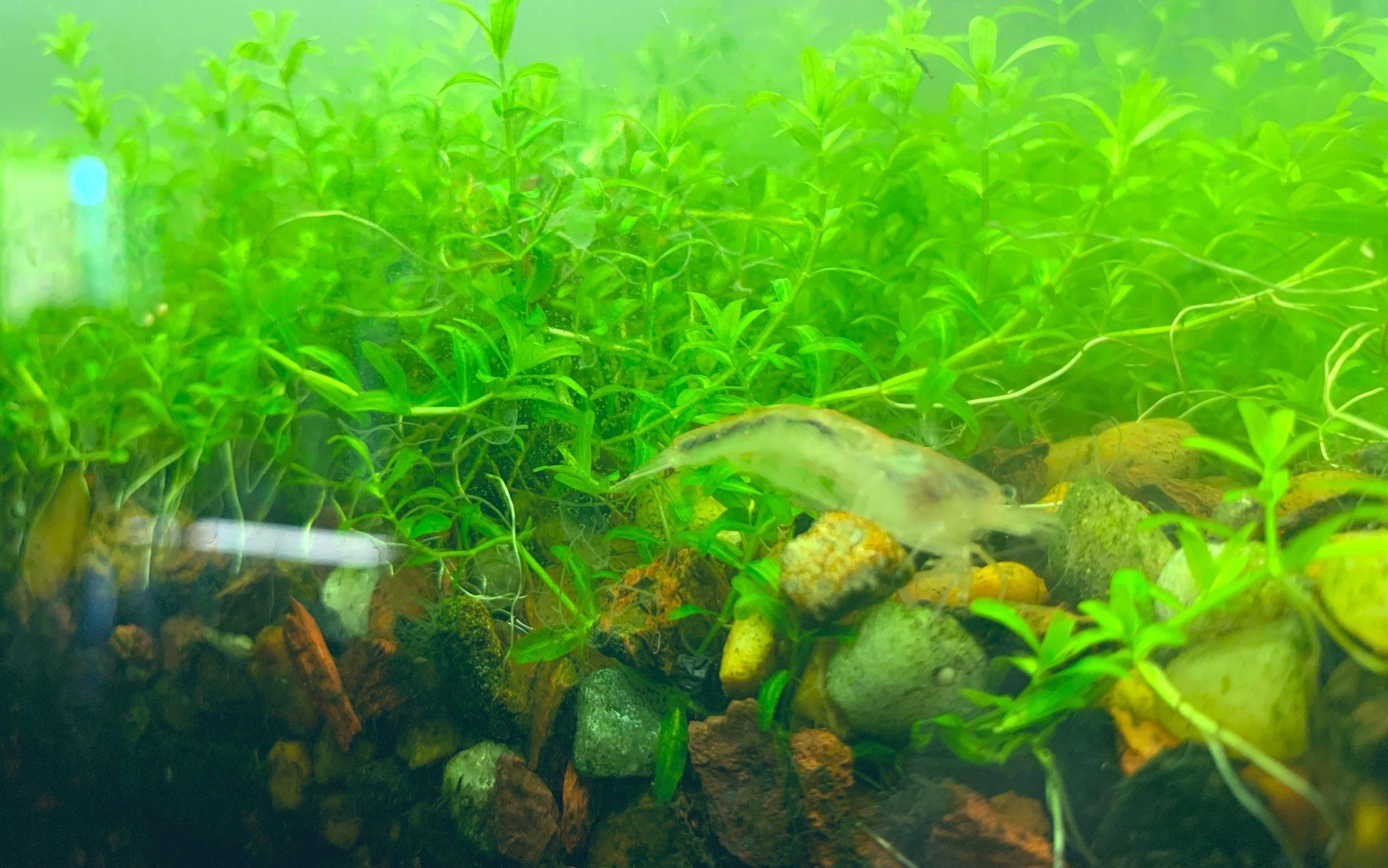 Pearlweed carpet with Amano Shrimp eating their fill. r/PlantedTank