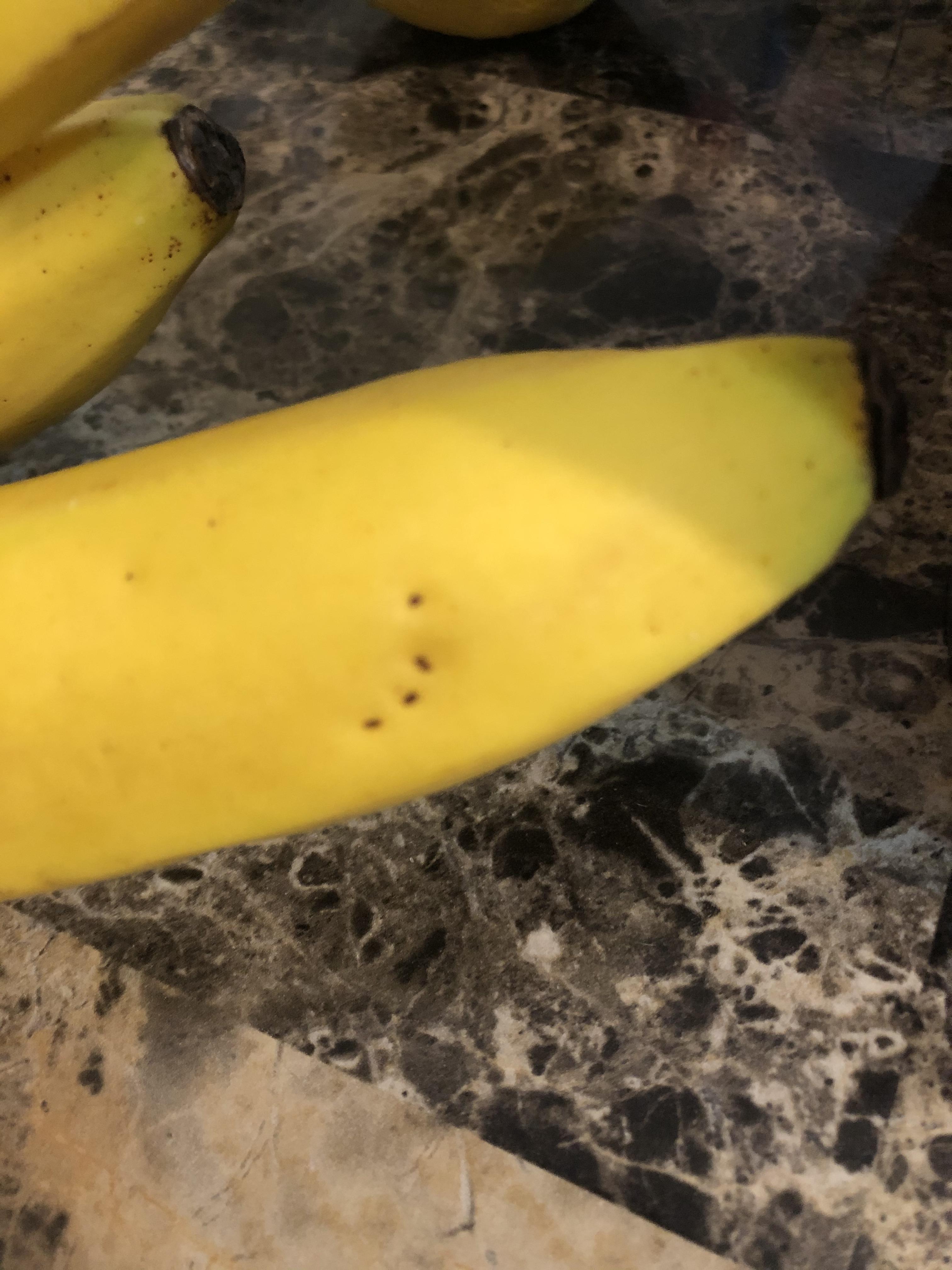 What appear to be teeth marks in this banana... there are no pets in