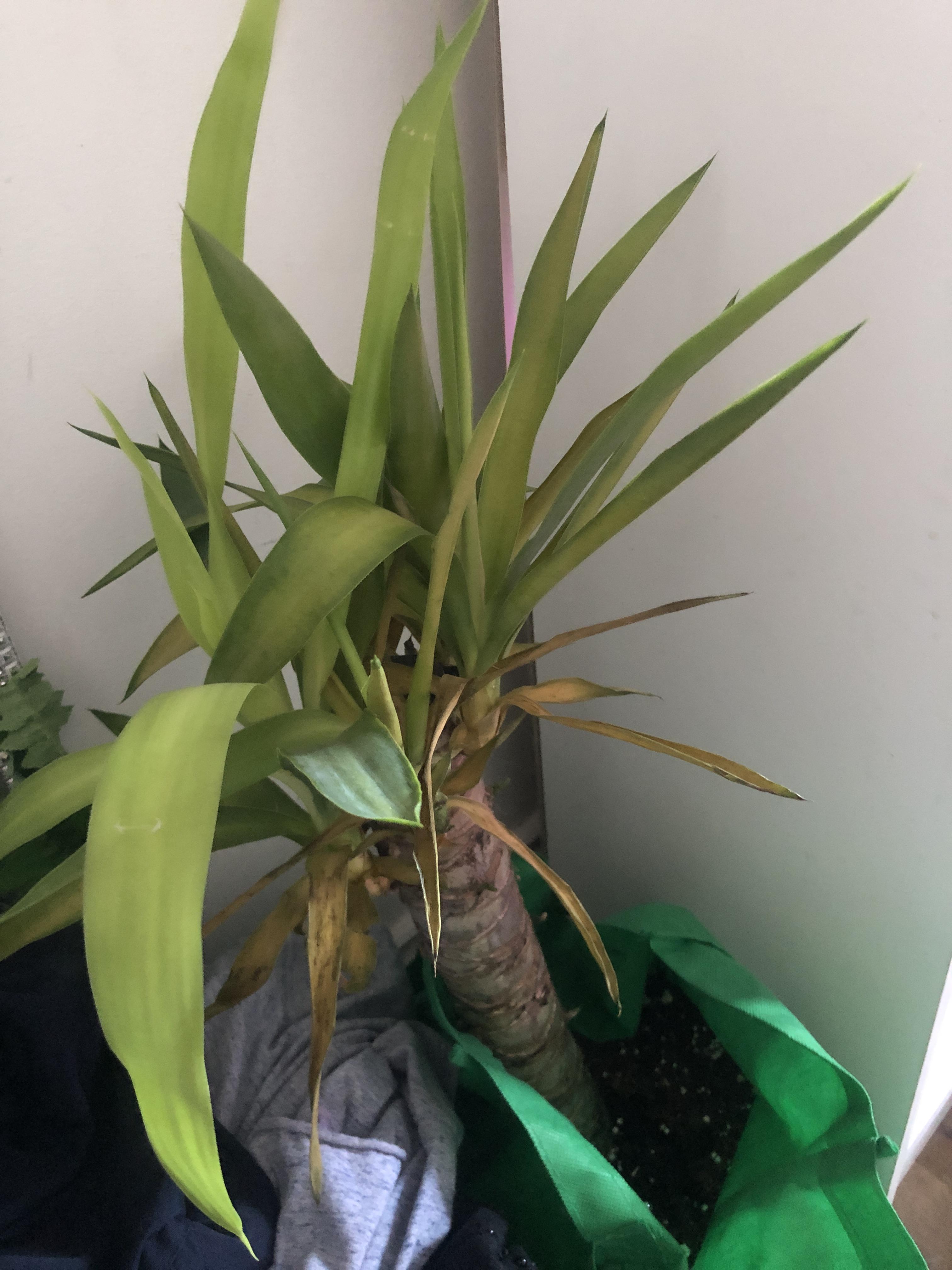 YUCCA DYING. Why? r/plants
