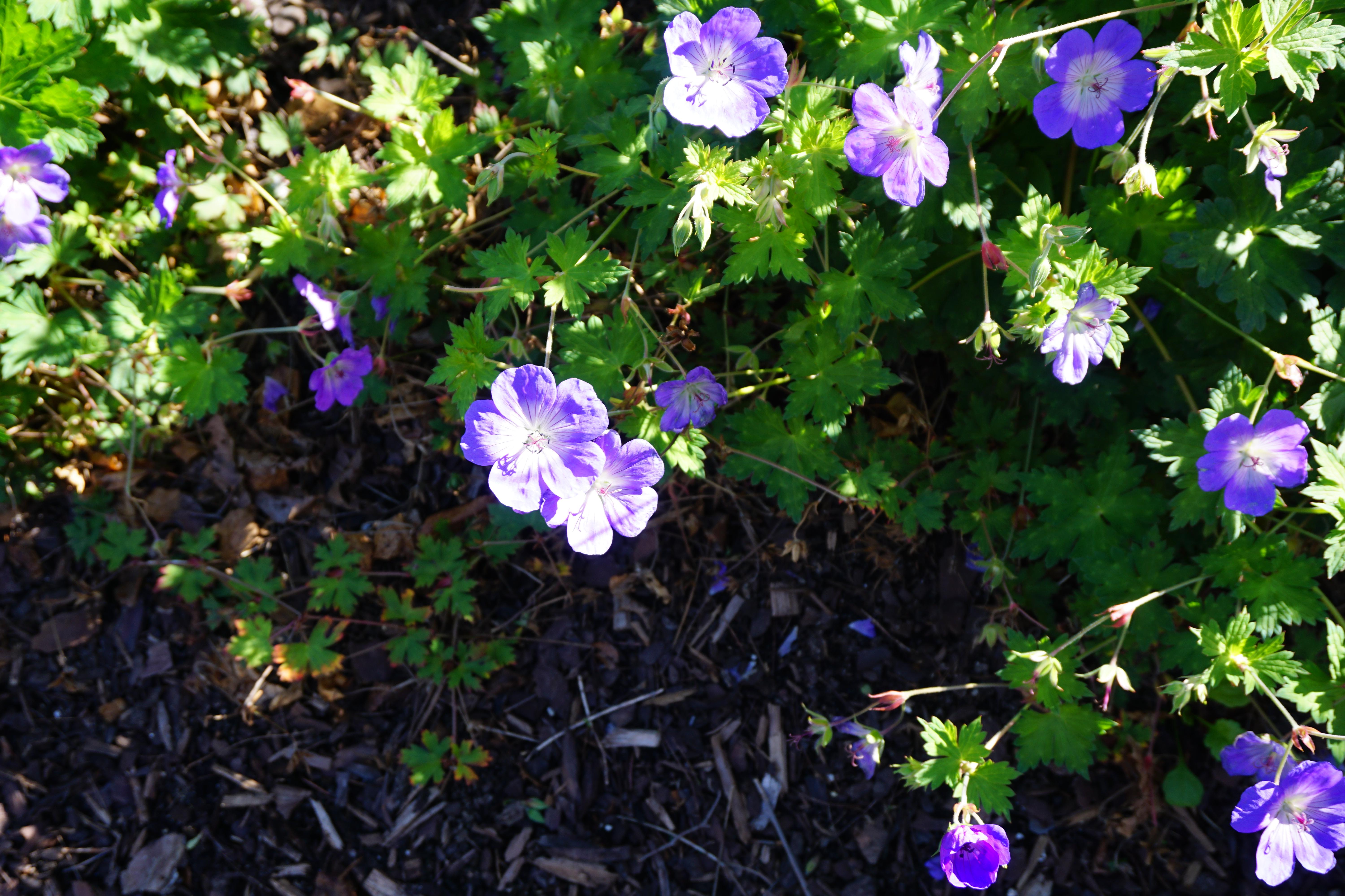What is this flower? Blooming in Northern Michigan, Zone 4, during