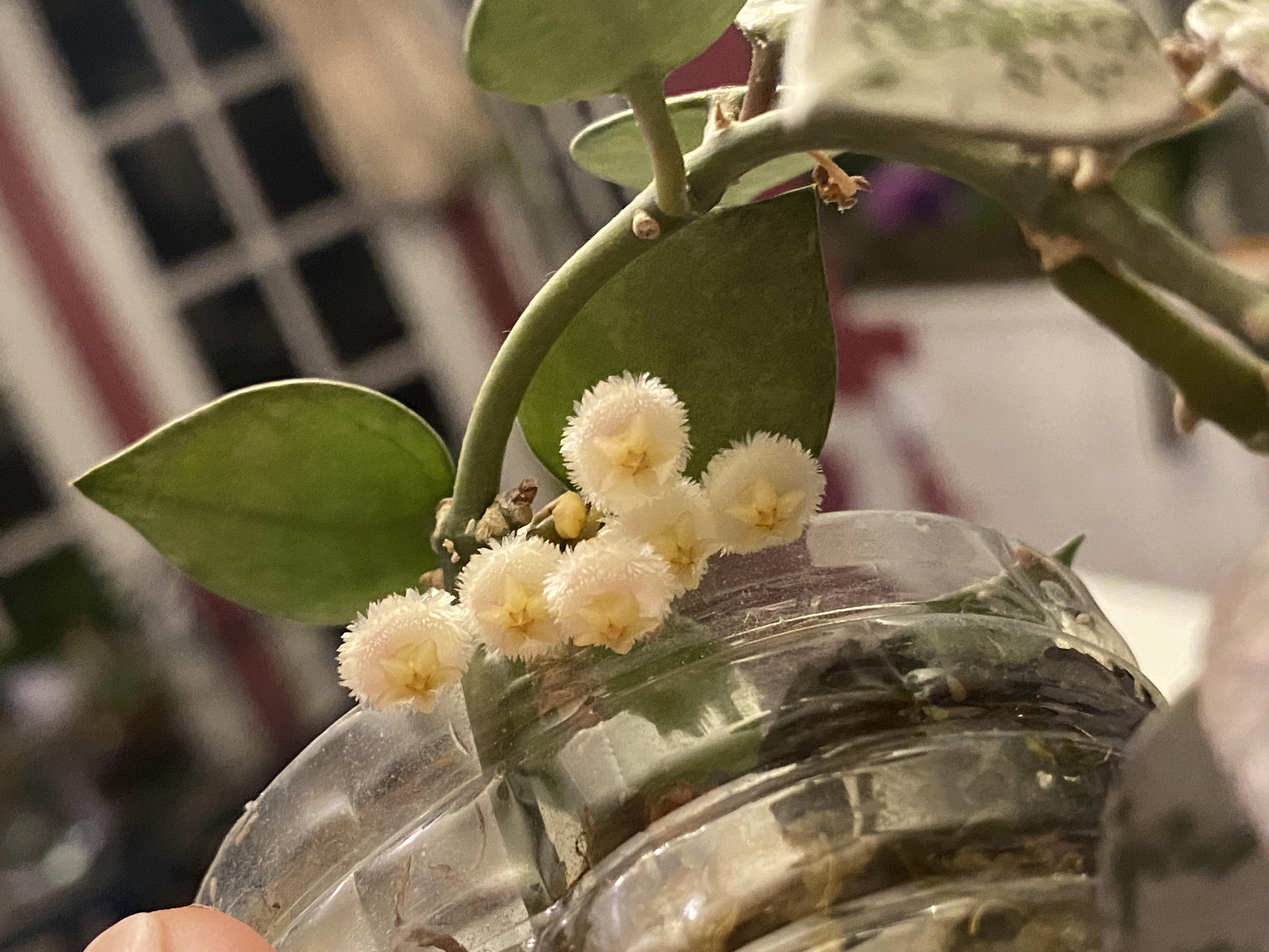 Stoked to come home to this khroniana splash bloom 🥰🥰 smells delicious