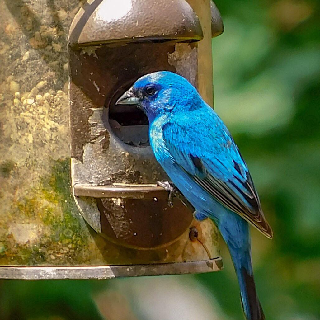 Indigo or blue bunting? North Carolina r/whatsthisbird