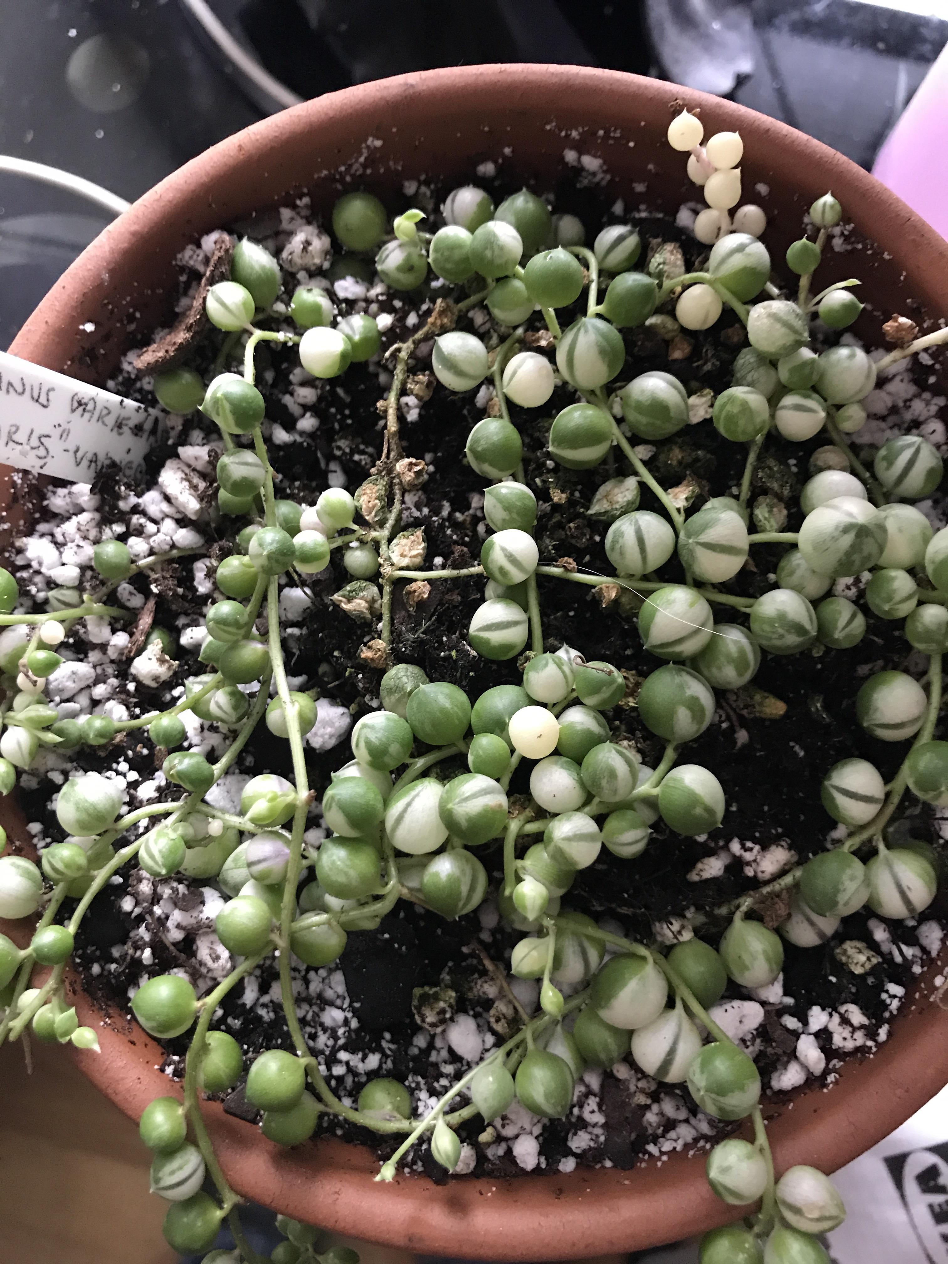 String of Pearls is shriveling up? r/succulents