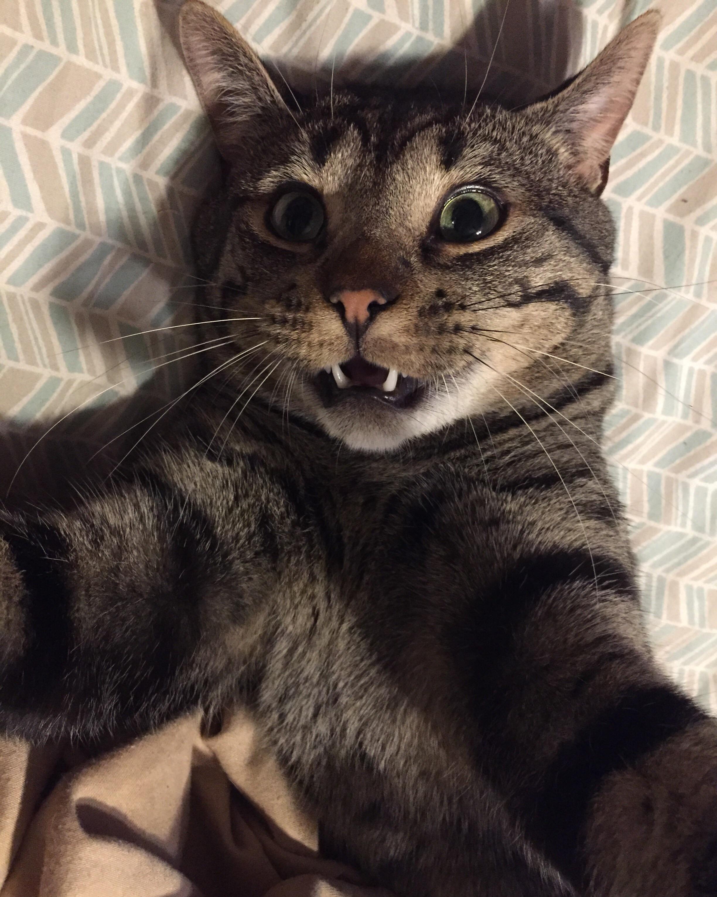 Cat selfie. [Xpost from r/cats] aww