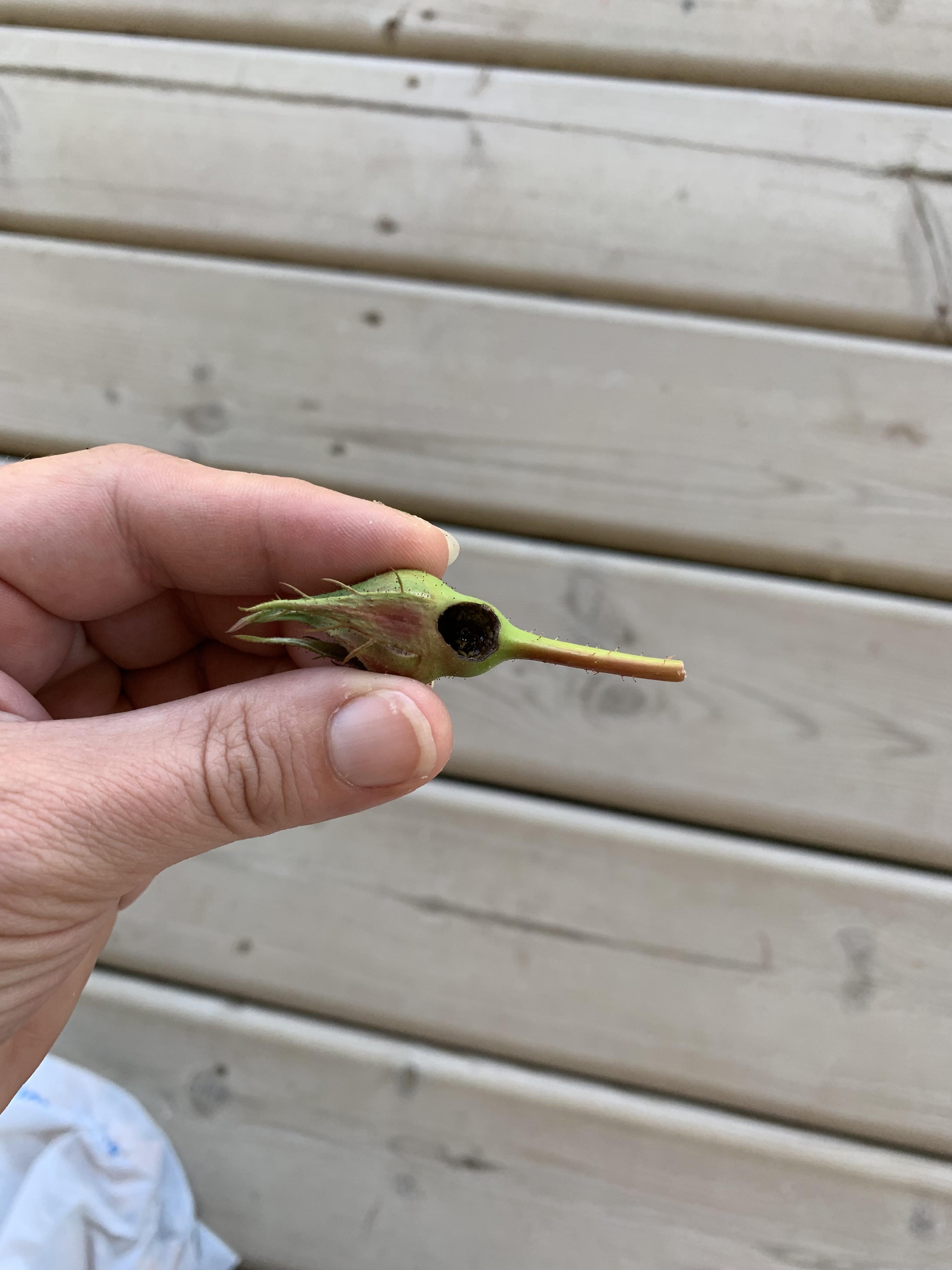 What is burrowing in my rose buds and how do I get rid of it?! r