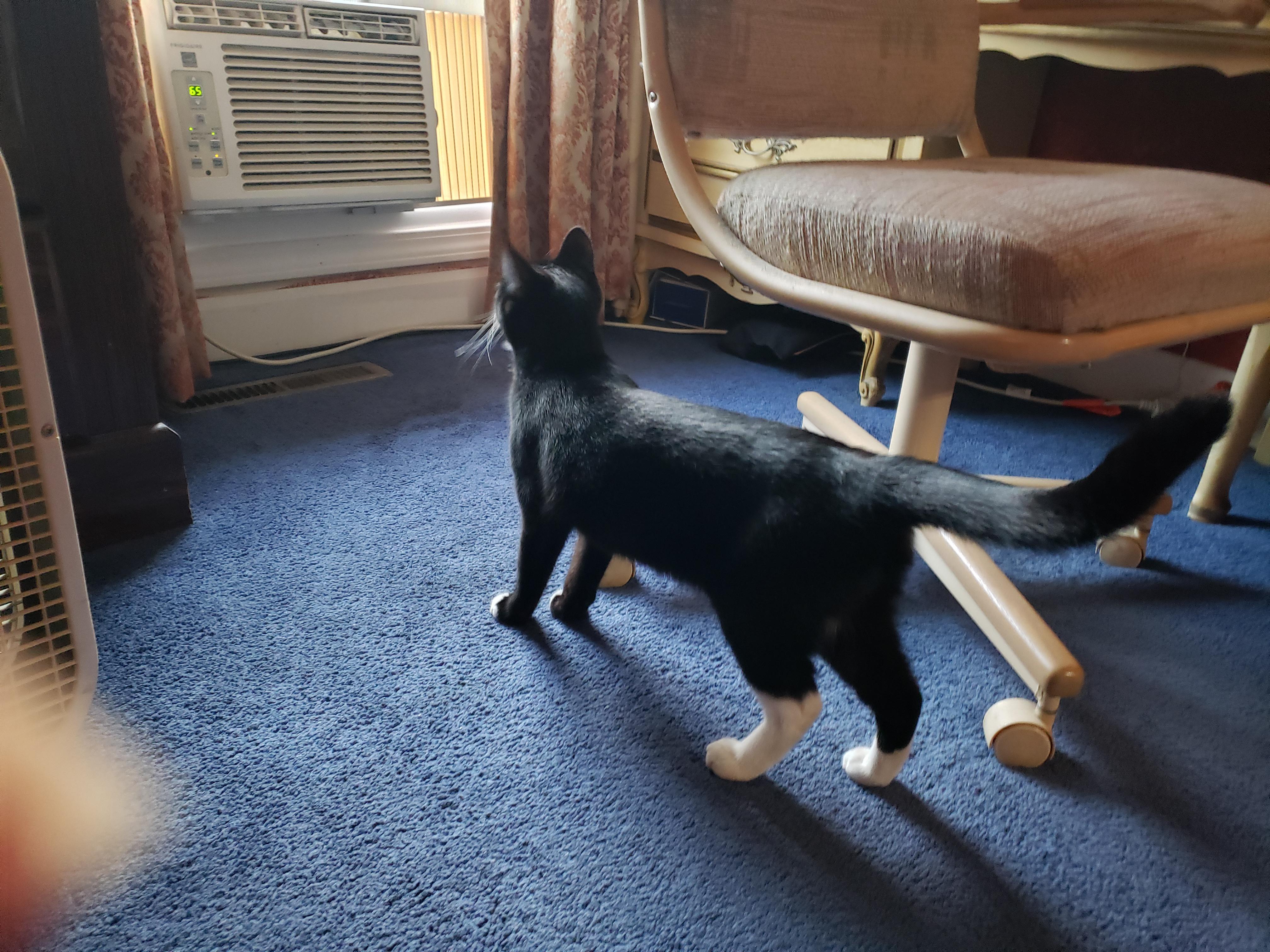 My bedroom not my cat. Meowing to be let in our back patio late last