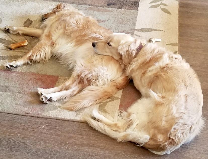 No pillow? No problem. r/goldenretrievers