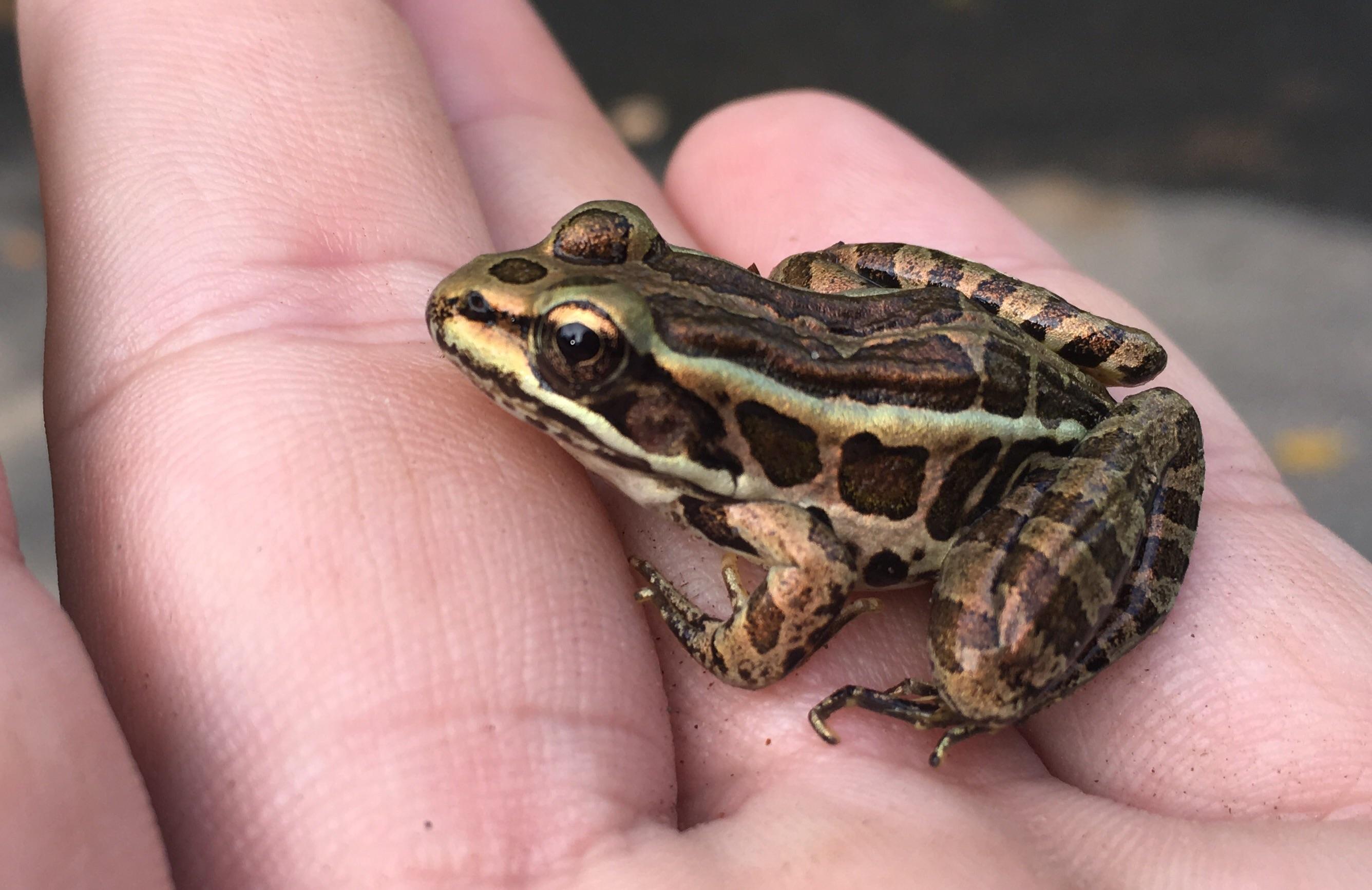 Pickerel Frog tinyanimalsonfingers