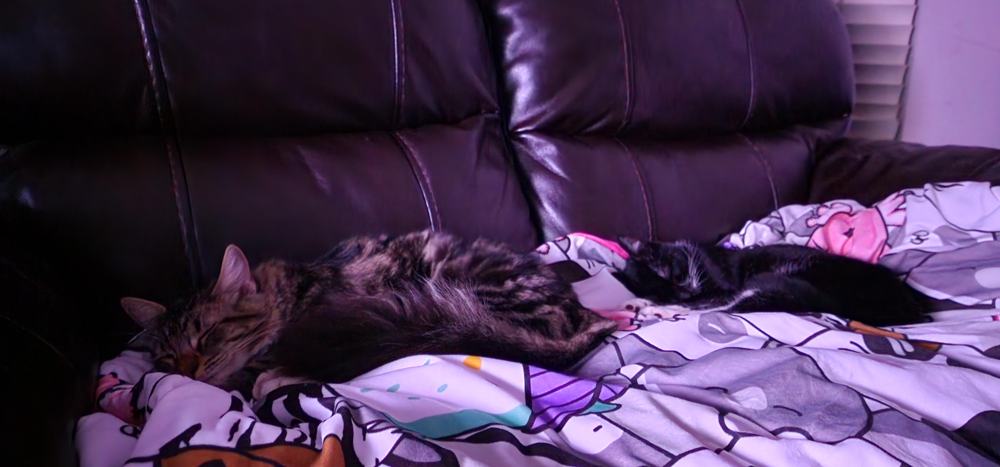 The Purrfect Blanket Squishmallow Snuggle Throw r/Costco