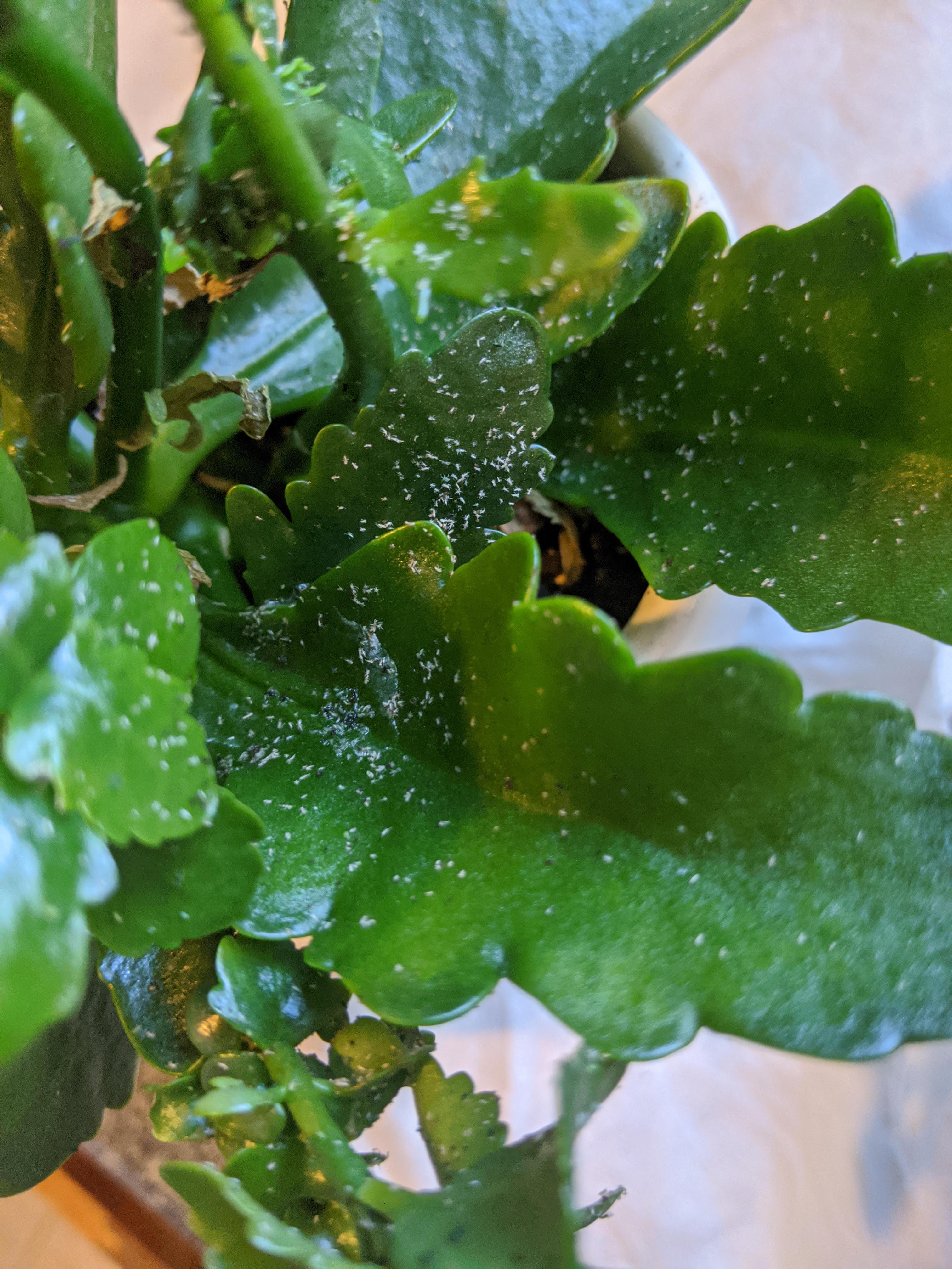 Anybody know what these little white things covering my kalanchoe are