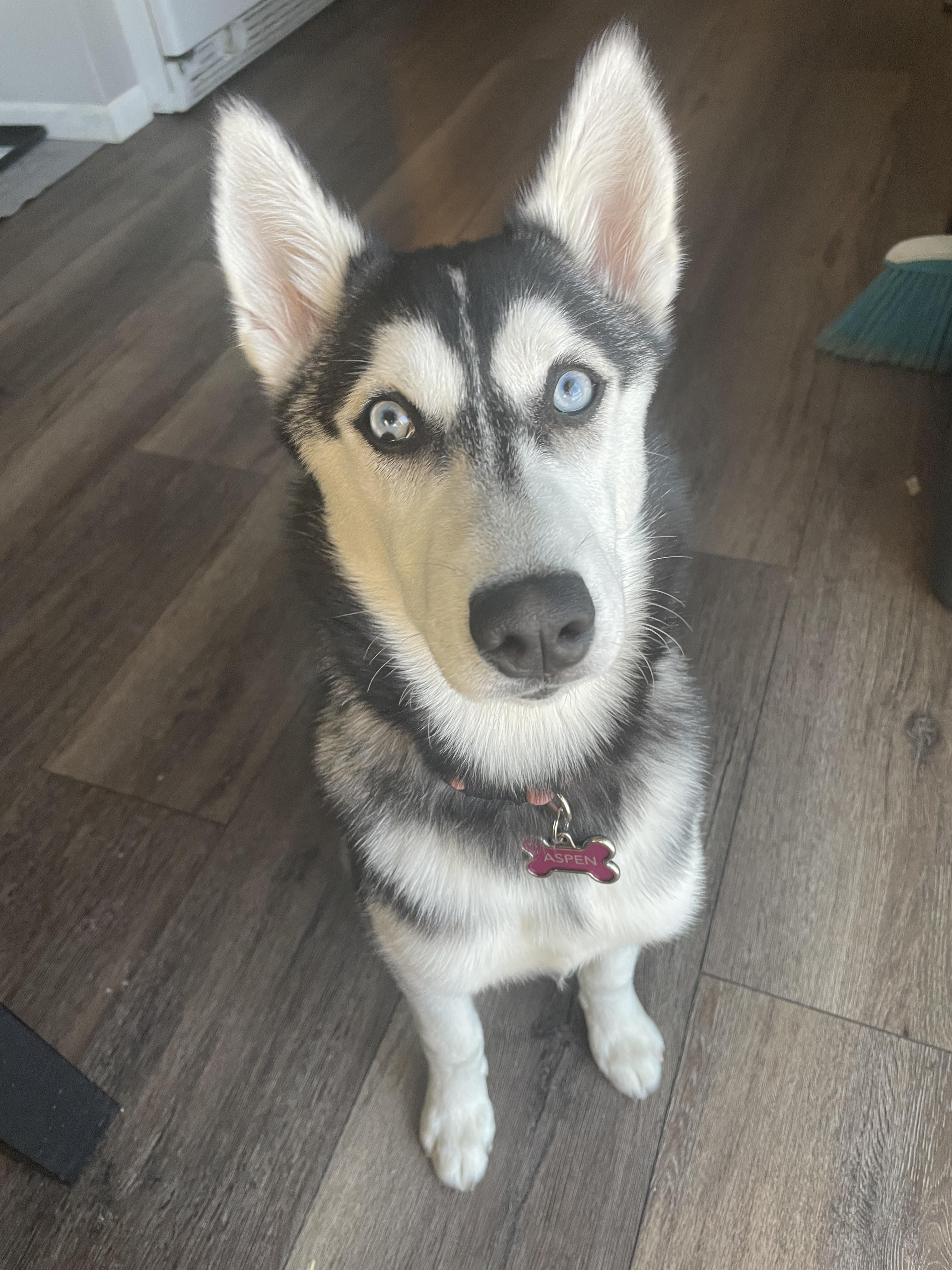 Potty Training Challenges 4 Mo Female Husky r/Dogtraining