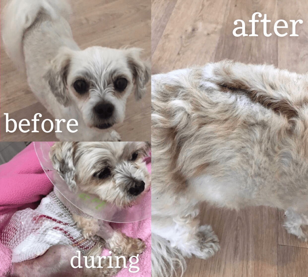 The way my dog’s fur grew back after an attack from a Great Dane r