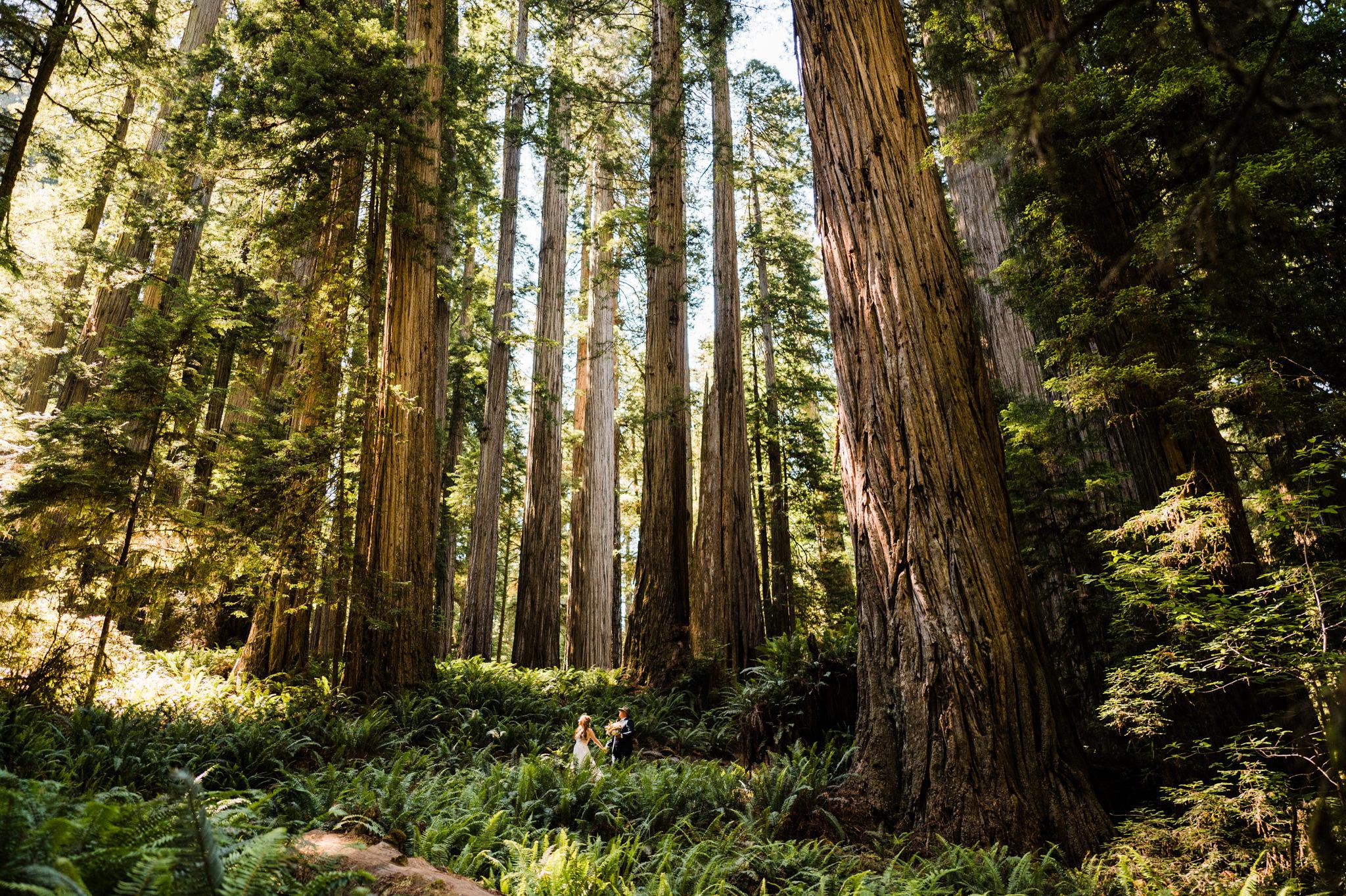 Married in the Redwoods (CAoriginal content) credit r