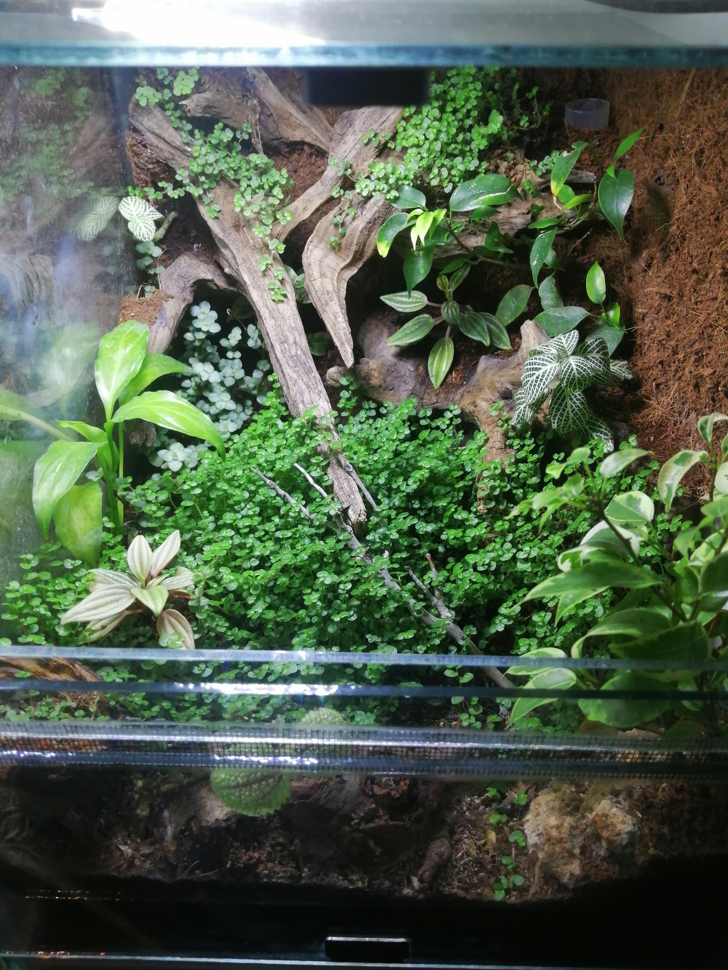 An idea for mourning gecko enclosure. Made from scratch, including