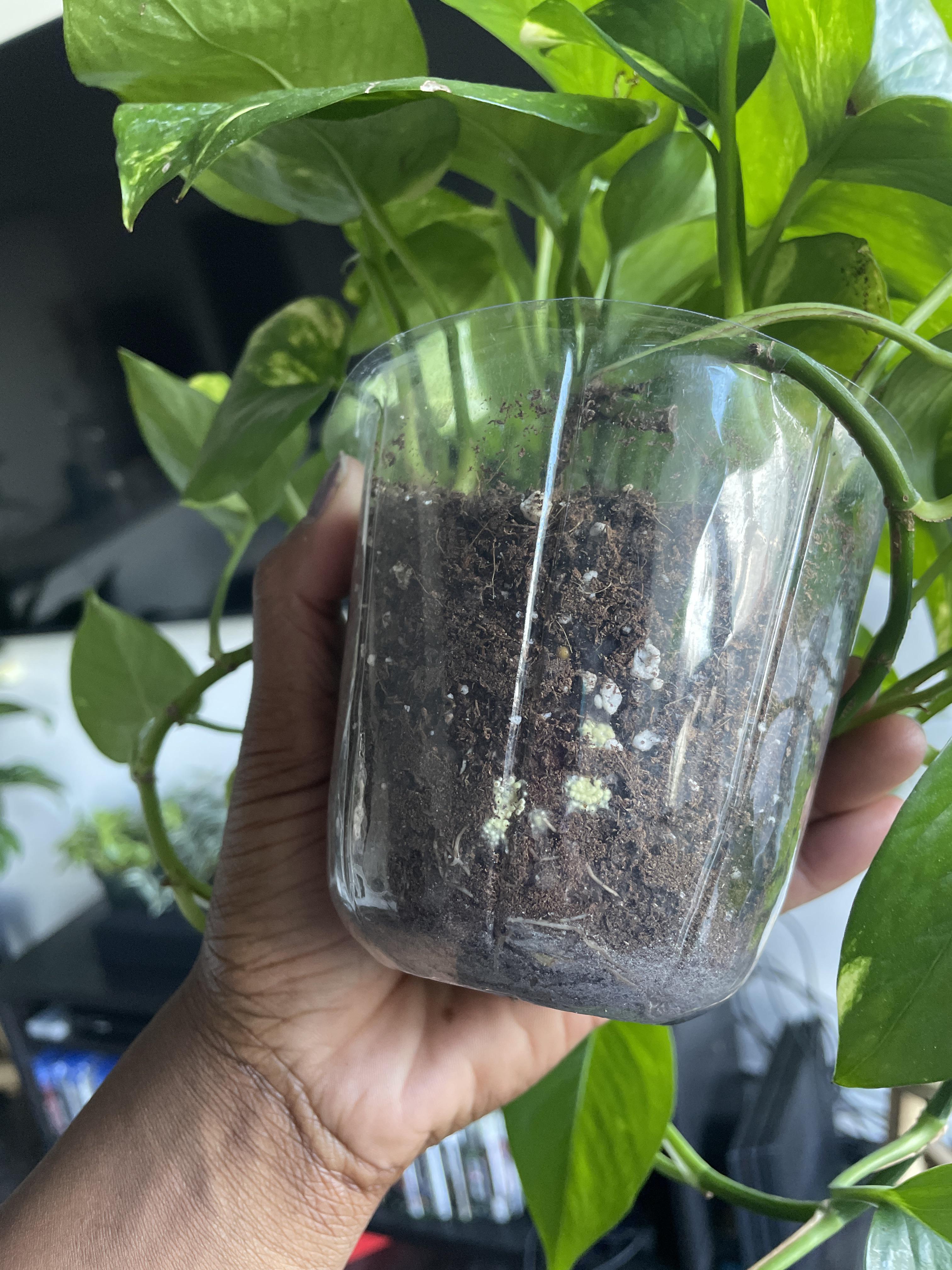 I just noticed that my pothos plant has these yellowish egglike