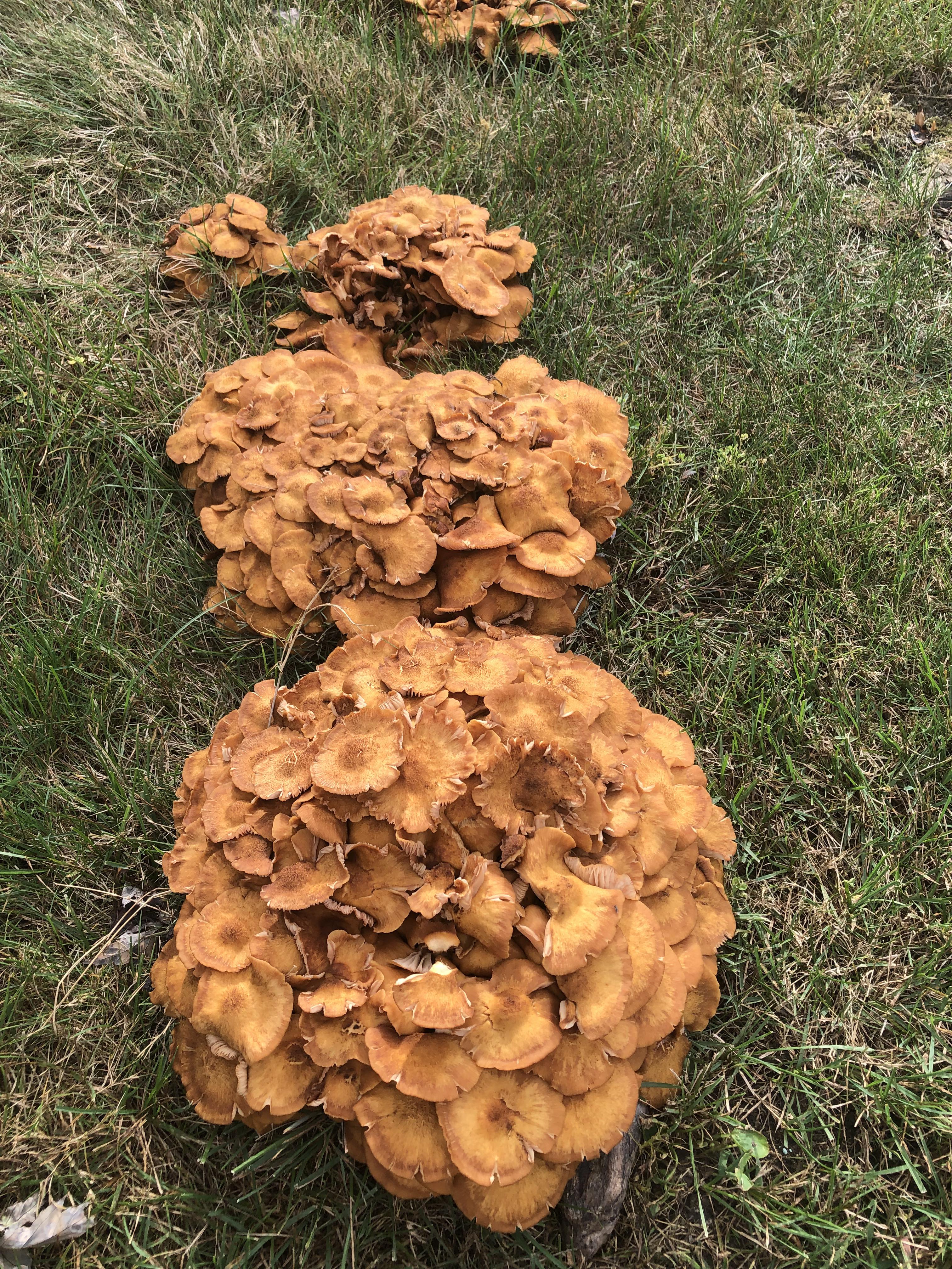Chanterelles? I found a bunch growing in North East Ohio r/mushroom