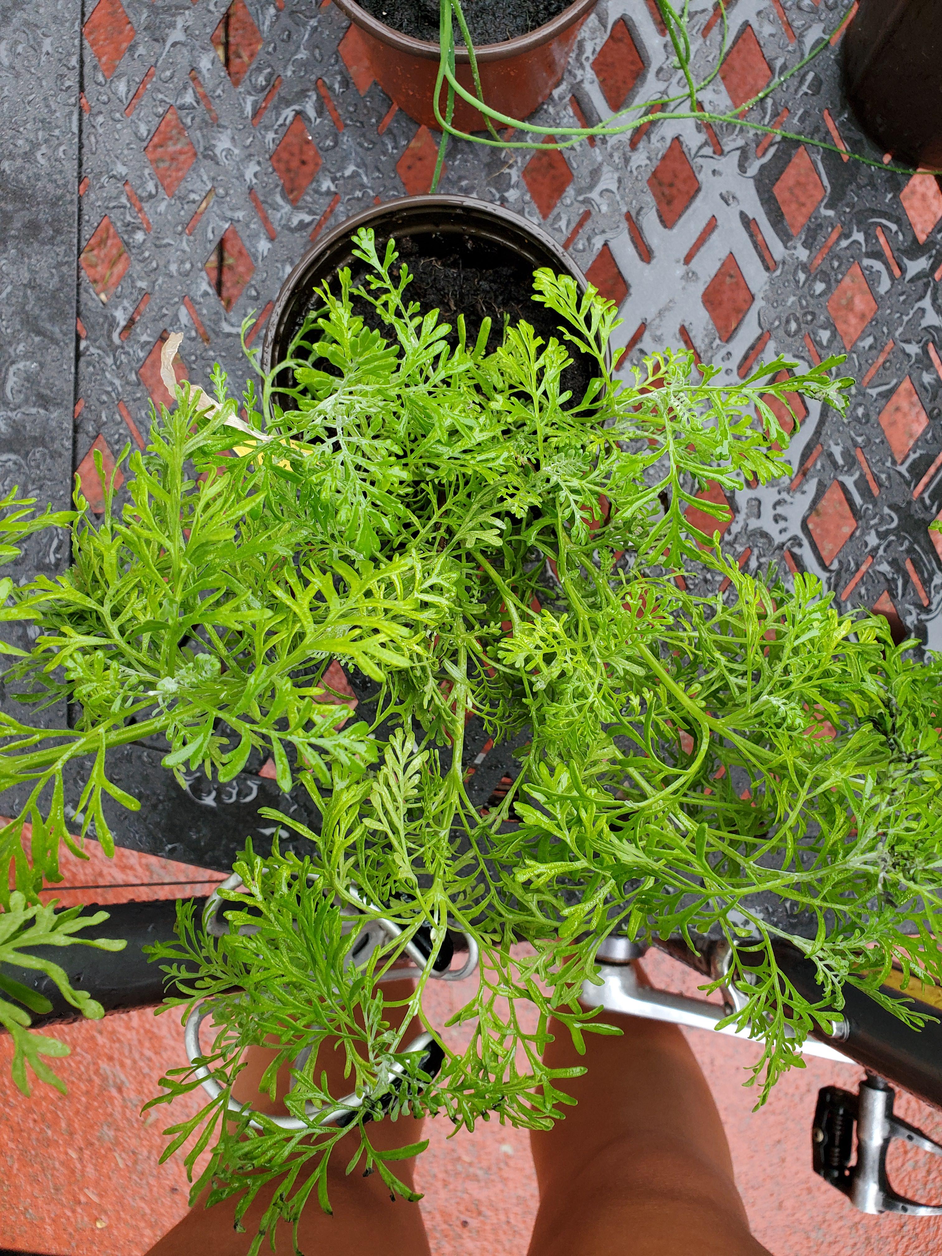 Labelled "lavendula" in the store, but it doesn't seem like any I've