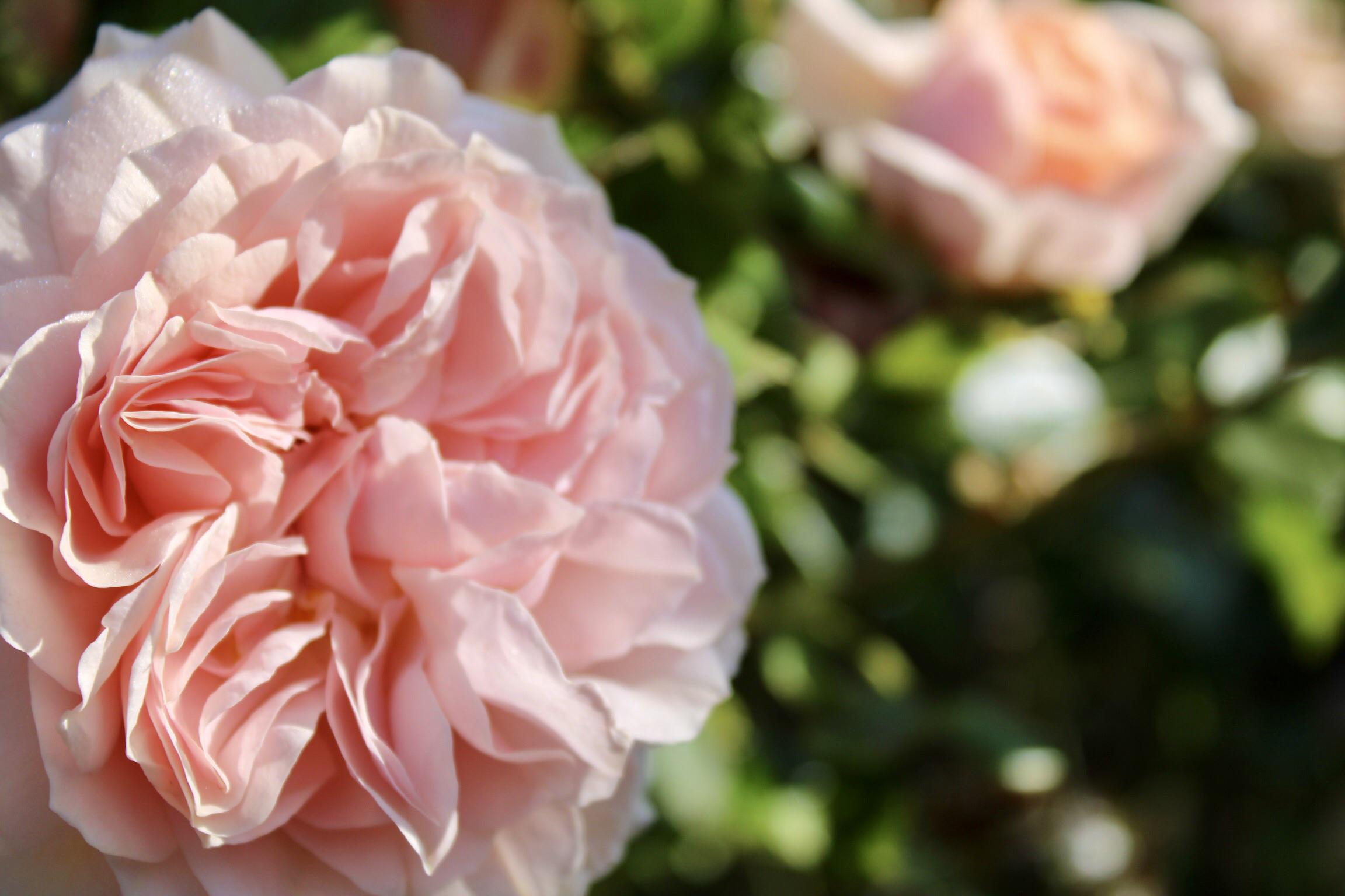 Roses are red, Reddit is blue, Had to share this with you r/pics