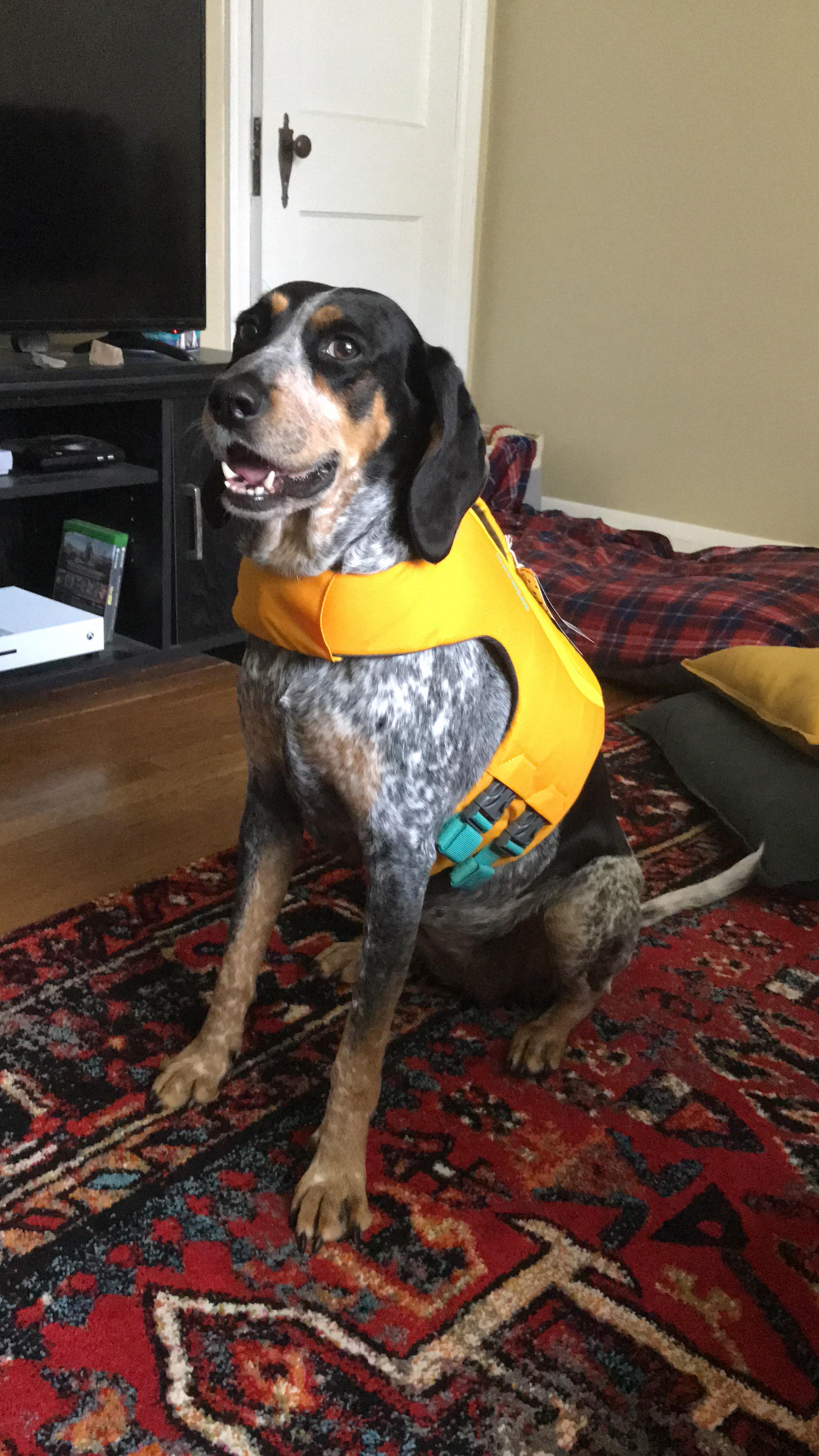New life jacket. Ready for the ruff waters! r/Hounds